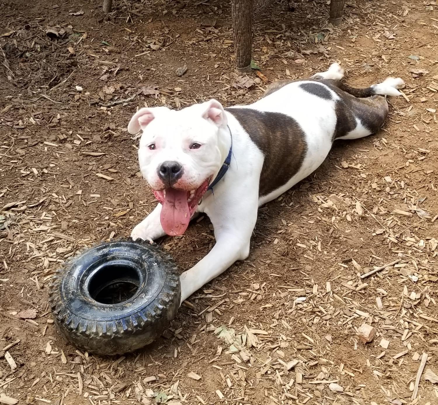 Clyde, a Adoptable Pit Bull Terrier in Roanoke, AL image 4/6