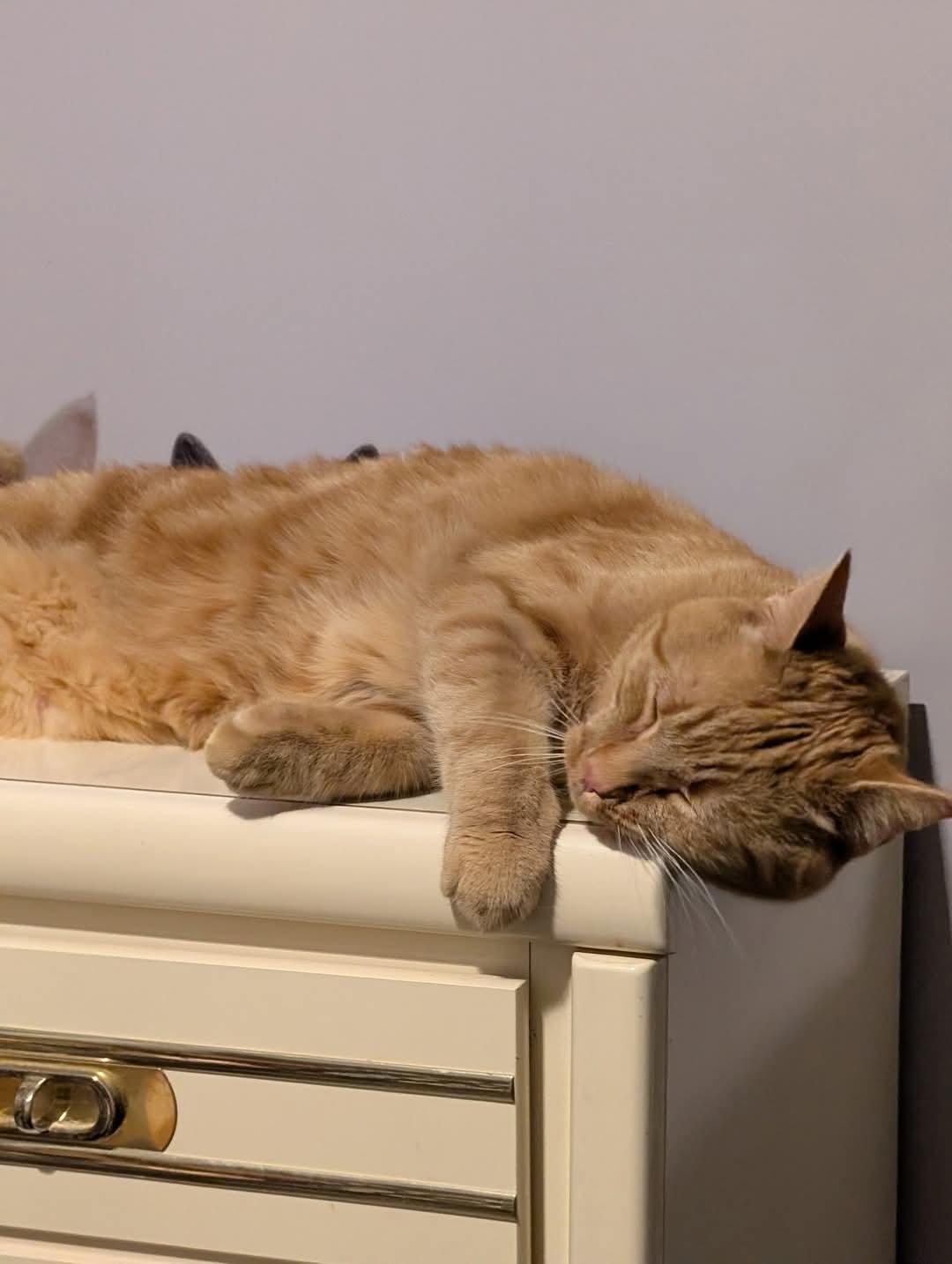 Linus, a Adoptable Domestic Short Hair in Grand Island, NY image 3/3