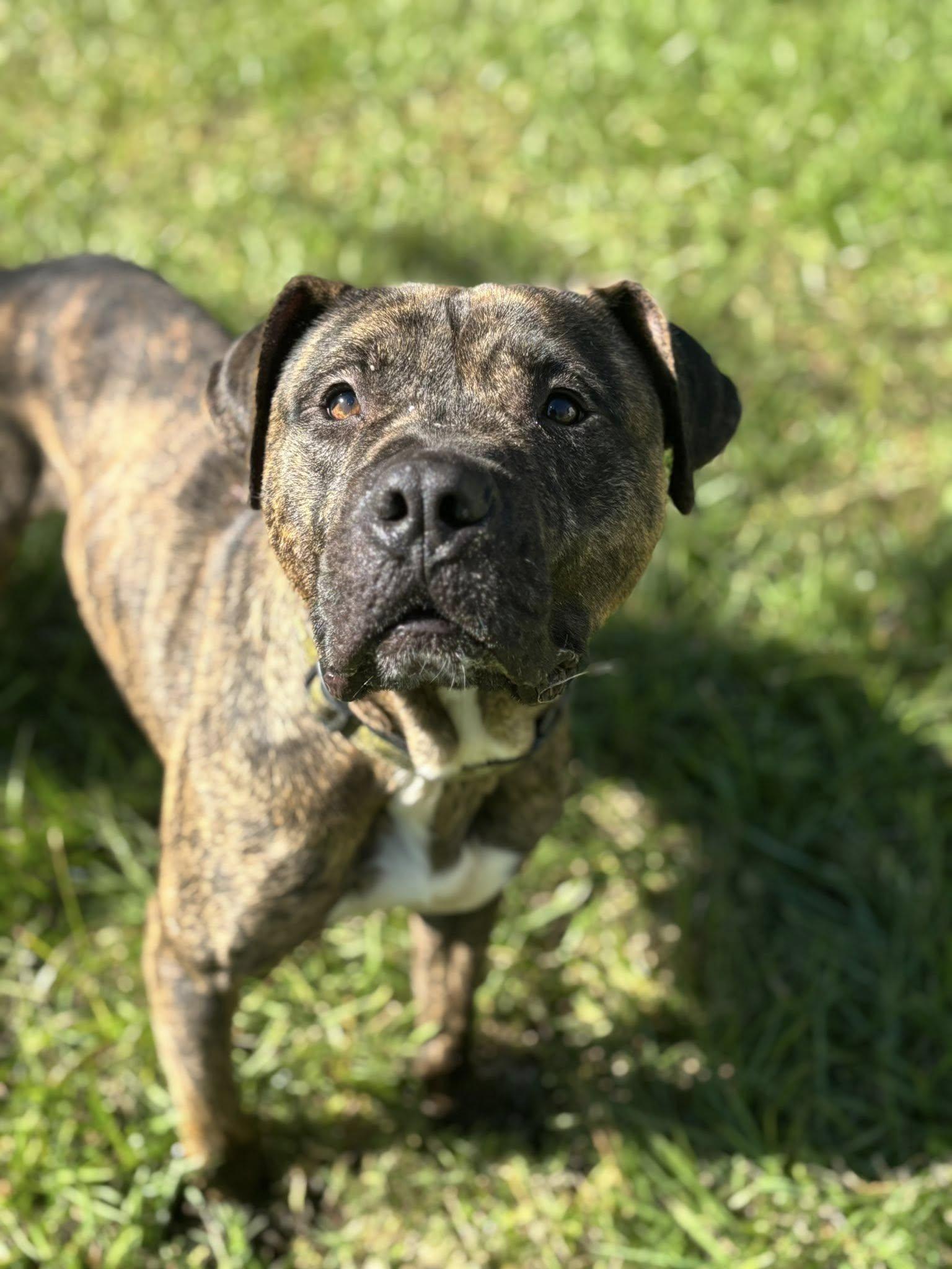 Tango, Adoptable, Adult Male Pit Bull Terrier.