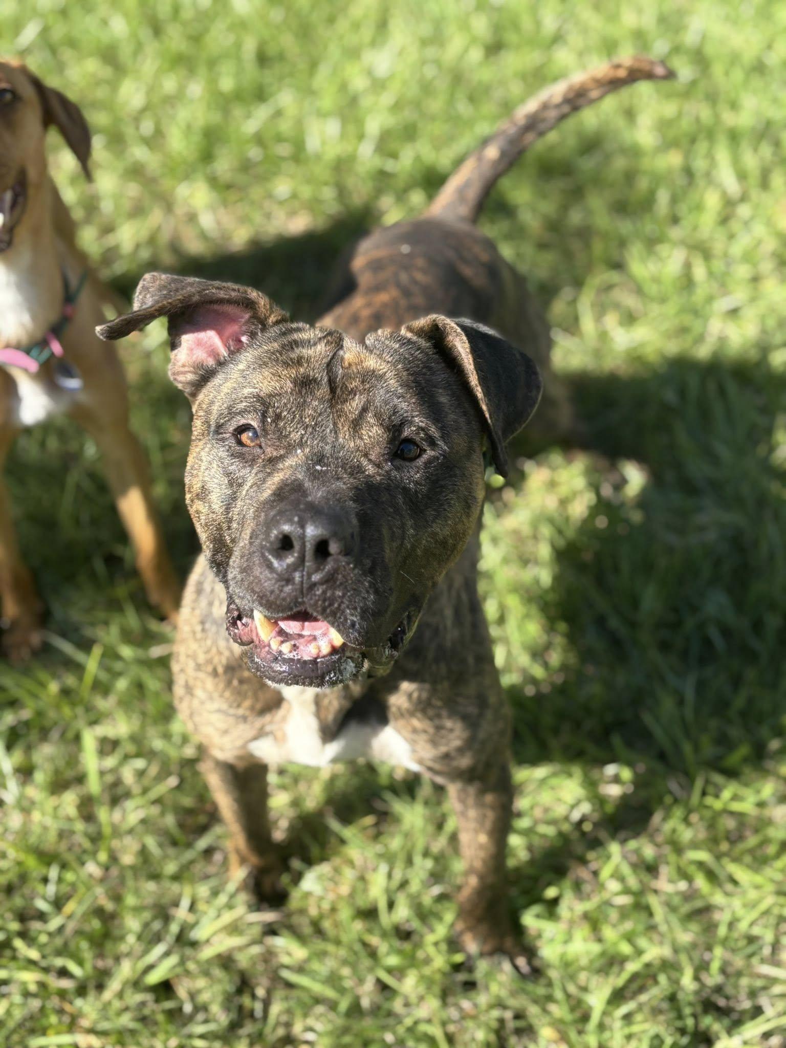 Enlarge Tango, a Adoptable mixed breed in Arcadia, FL image 2/3