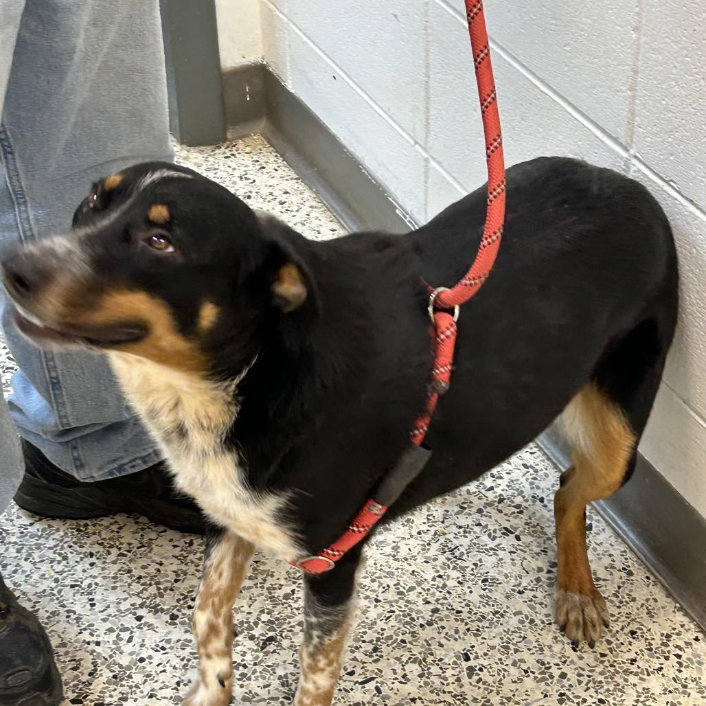 Hotty Toddy, Adoptable, Adult Female Australian Shepherd & Australian Cattle Dog / Blue Heeler.