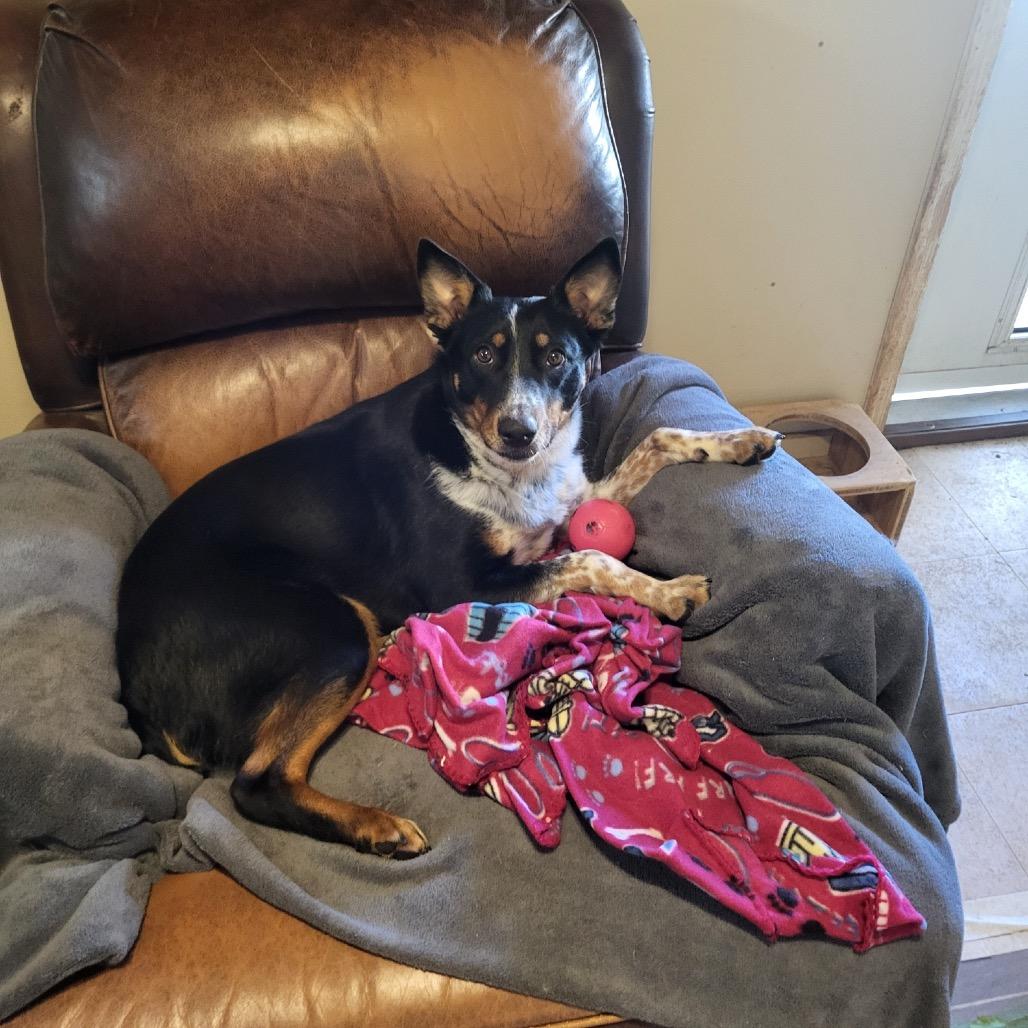 Enlarge Hotty Toddy, a Adoptable mixed breed in Tanner, AL image 2/2