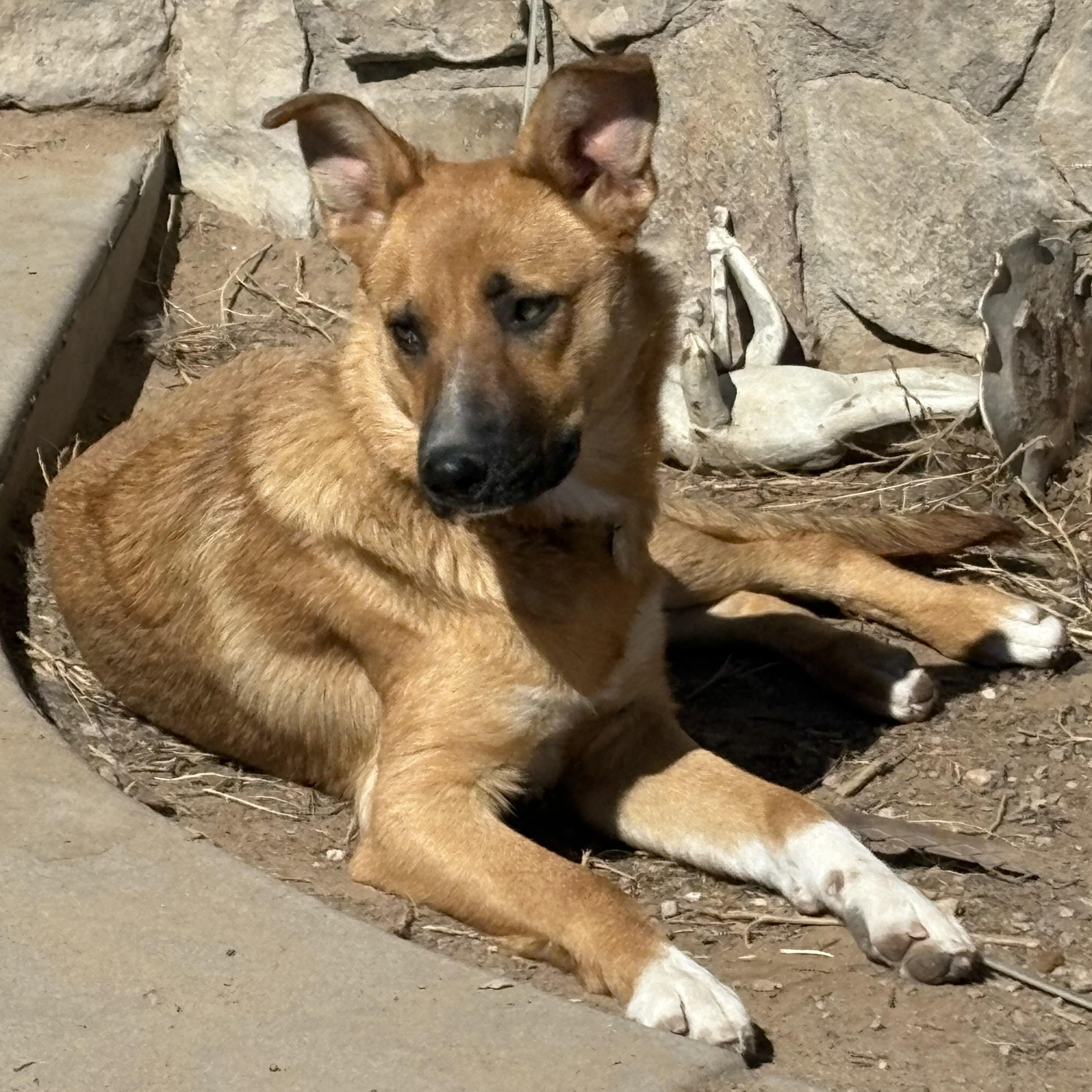 Enlarge Juno, a Adoptable Mixed Breed in Cheyenne, WY image 1/1