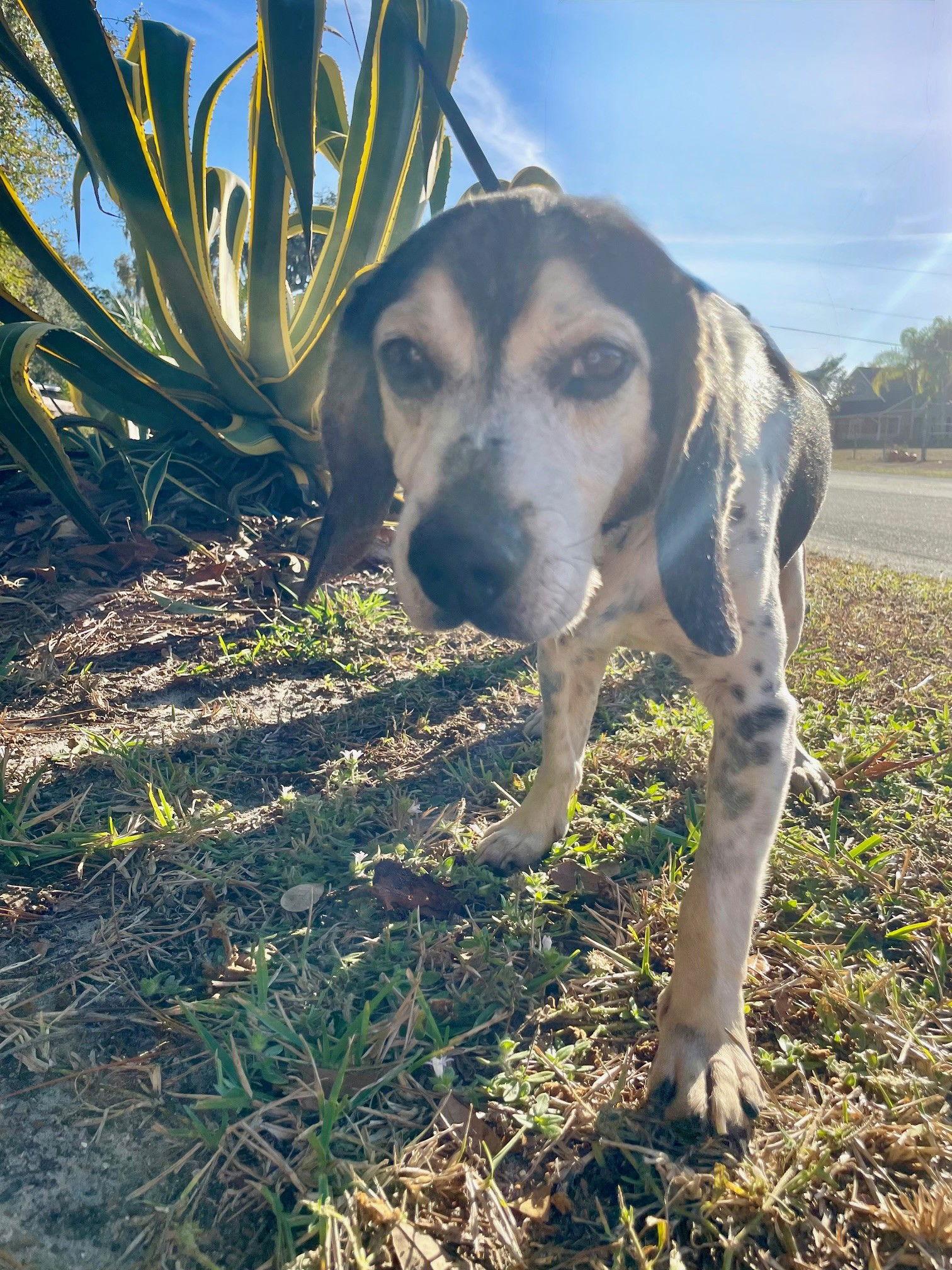 Enlarge Mack III, a Adoptable Beagle in Tampa, FL image 1/3