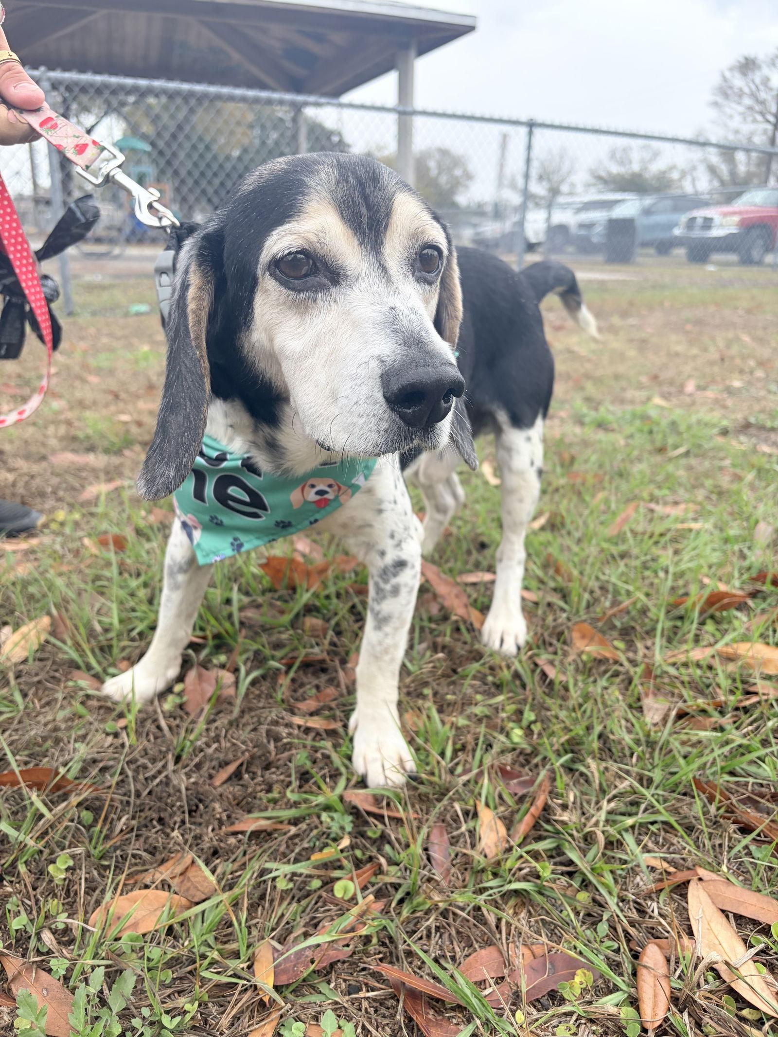 Enlarge Mack III, a Adoptable Beagle in Tampa, FL image 2/3