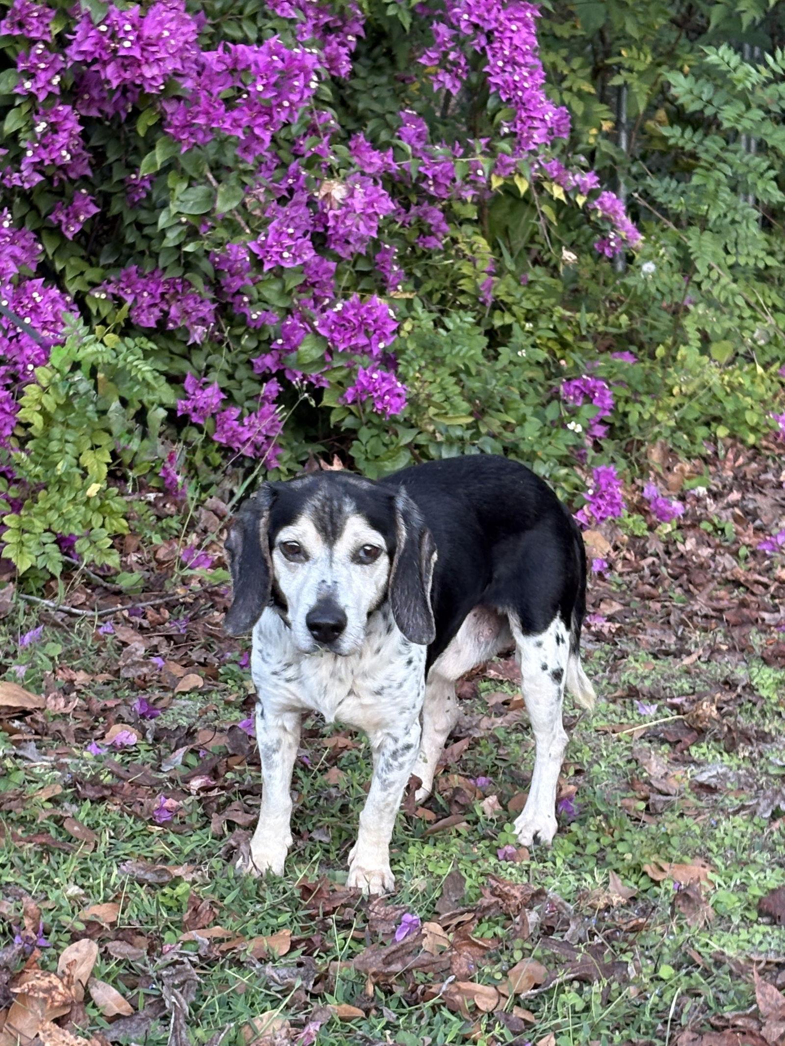 Enlarge Mack III, a Adoptable Beagle in Tampa, FL image 3/3