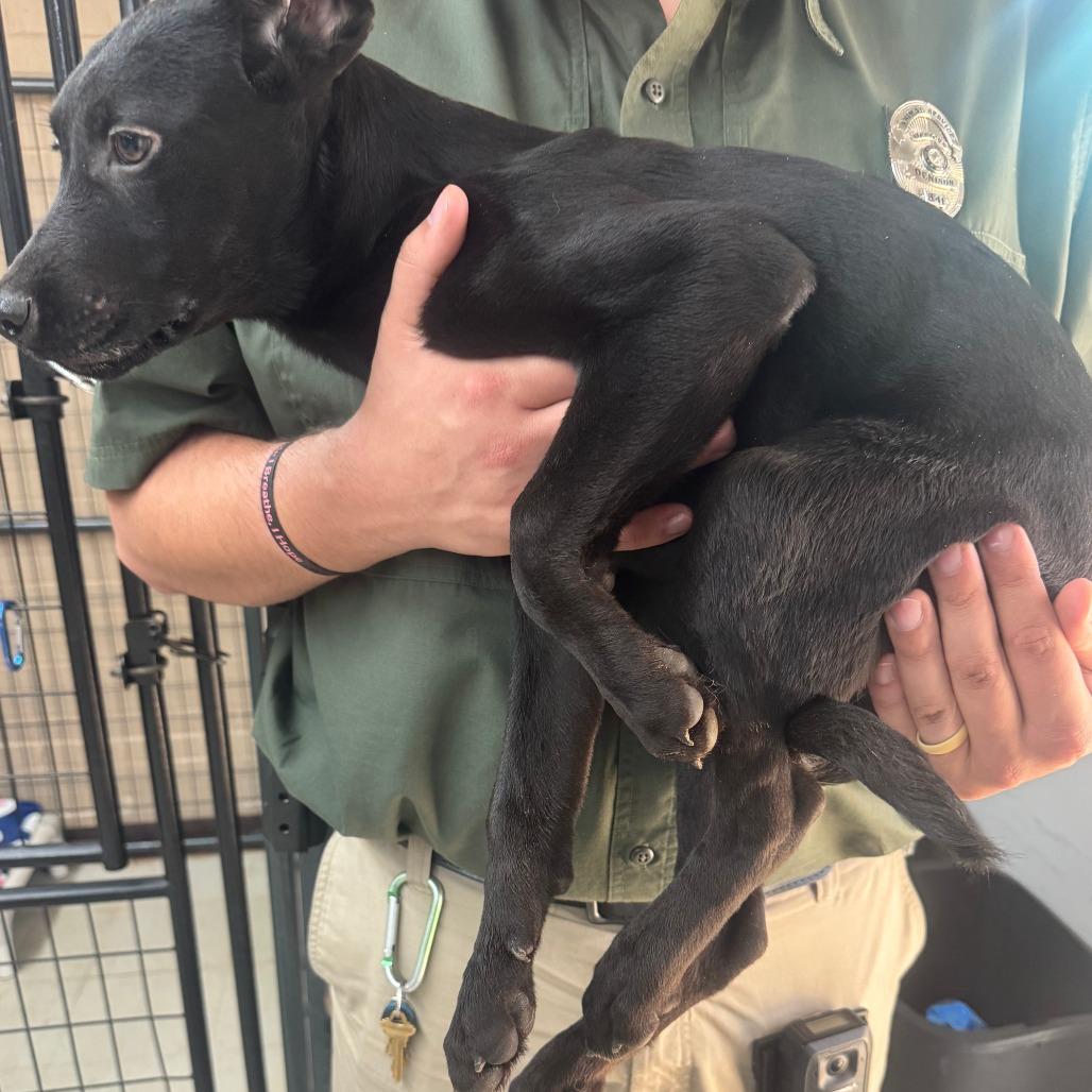 Whiskey, Adoptable, Puppy Male Black Labrador Retriever.