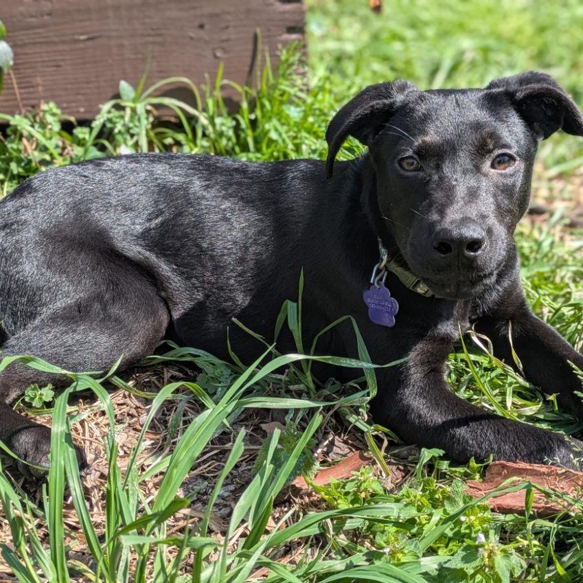 Whiskey — thumbnail 2