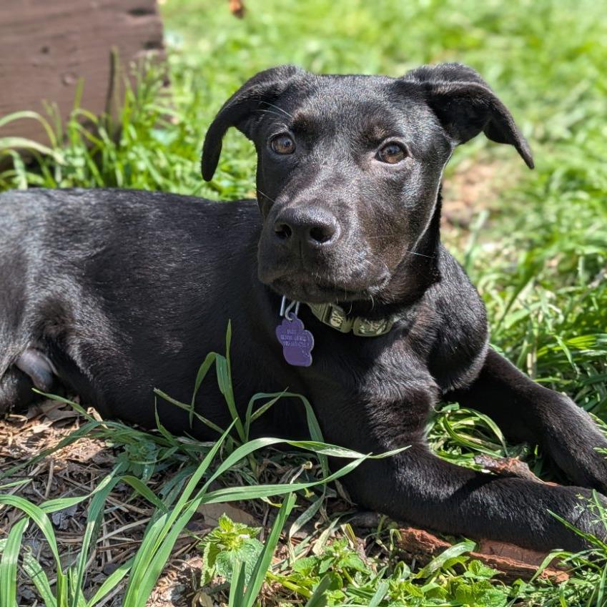 Whiskey — thumbnail 3