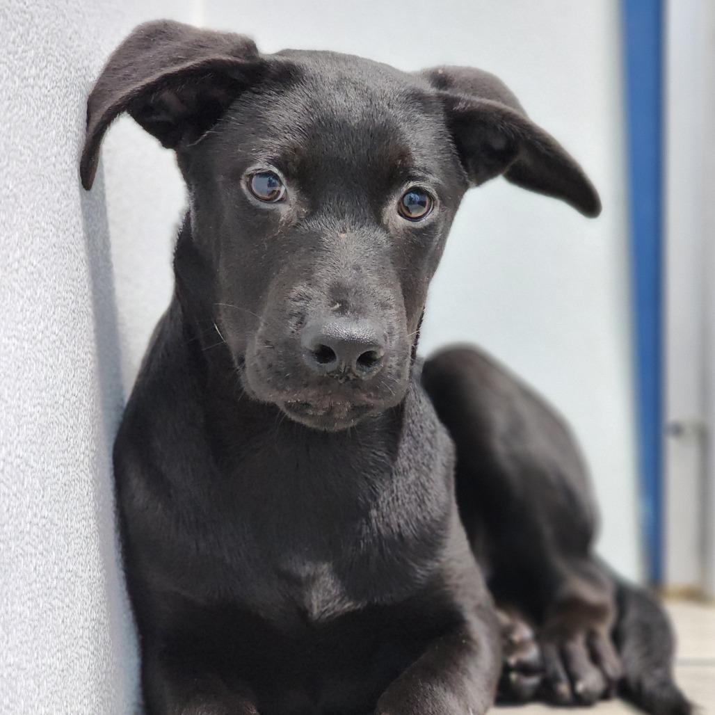 Whiskey — thumbnail 4