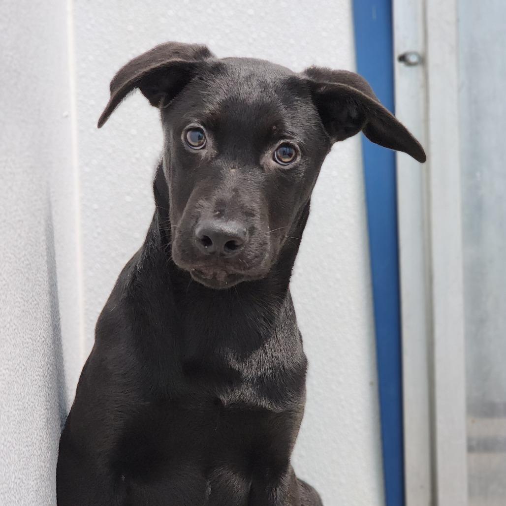 Whiskey — thumbnail 5