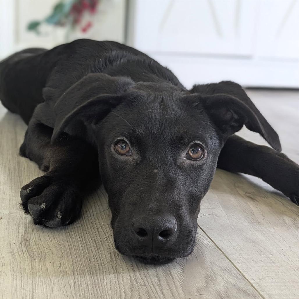 Whiskey — thumbnail 6