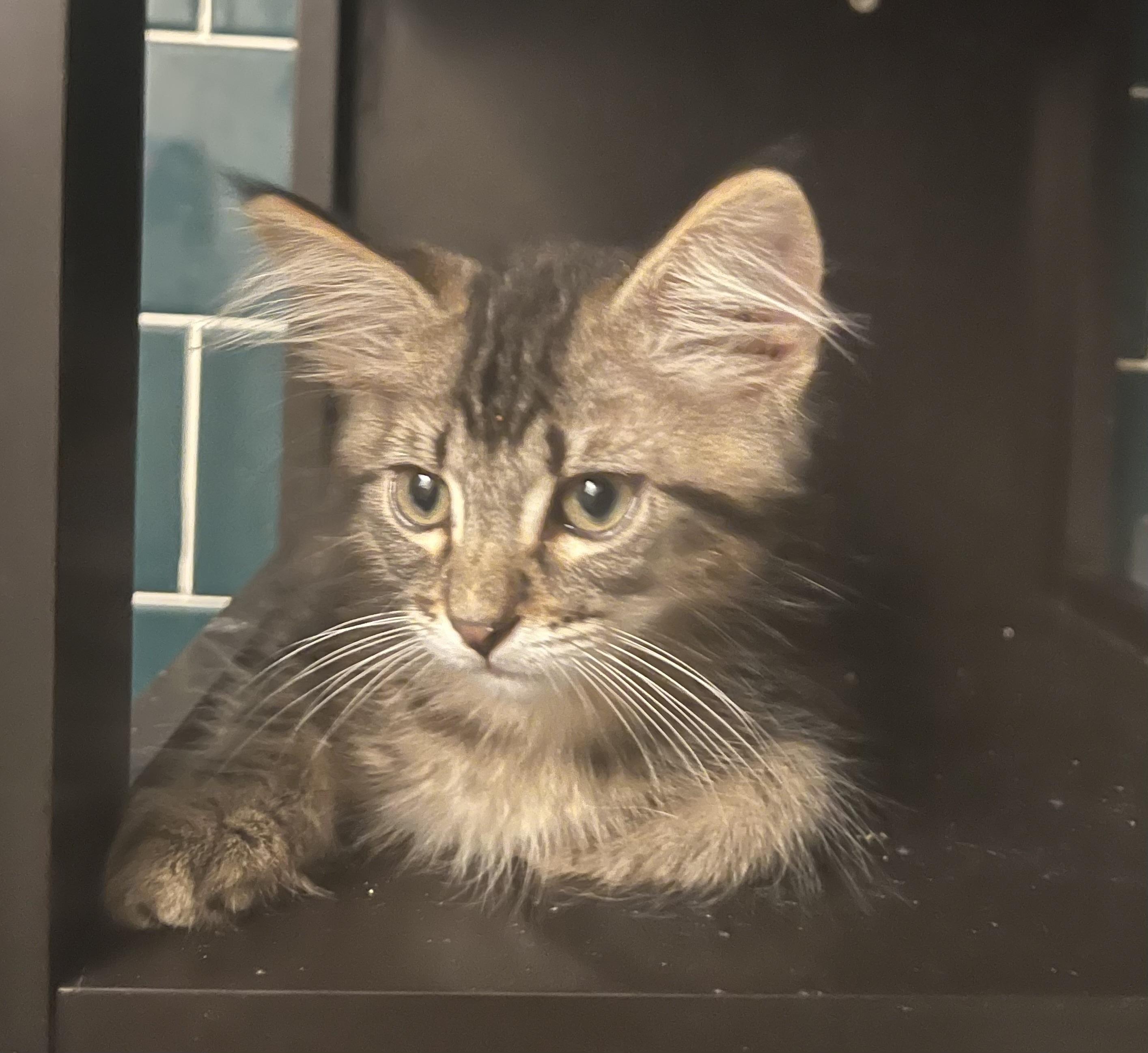 Kingston - RF Petsmart, an adopted mixed breed in Spring, TX image 2/5