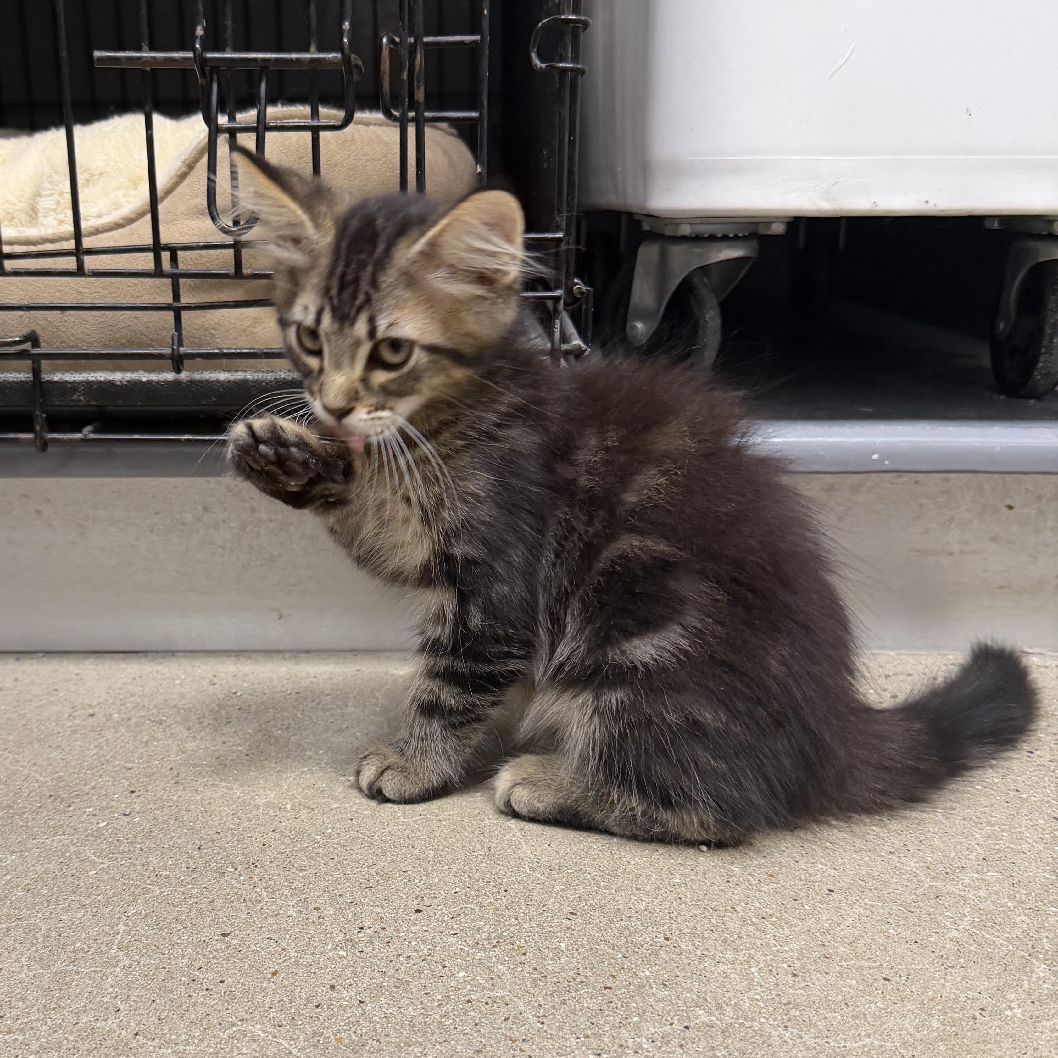 Kingston - RF Petsmart, an adopted mixed breed in Spring, TX image 4/5