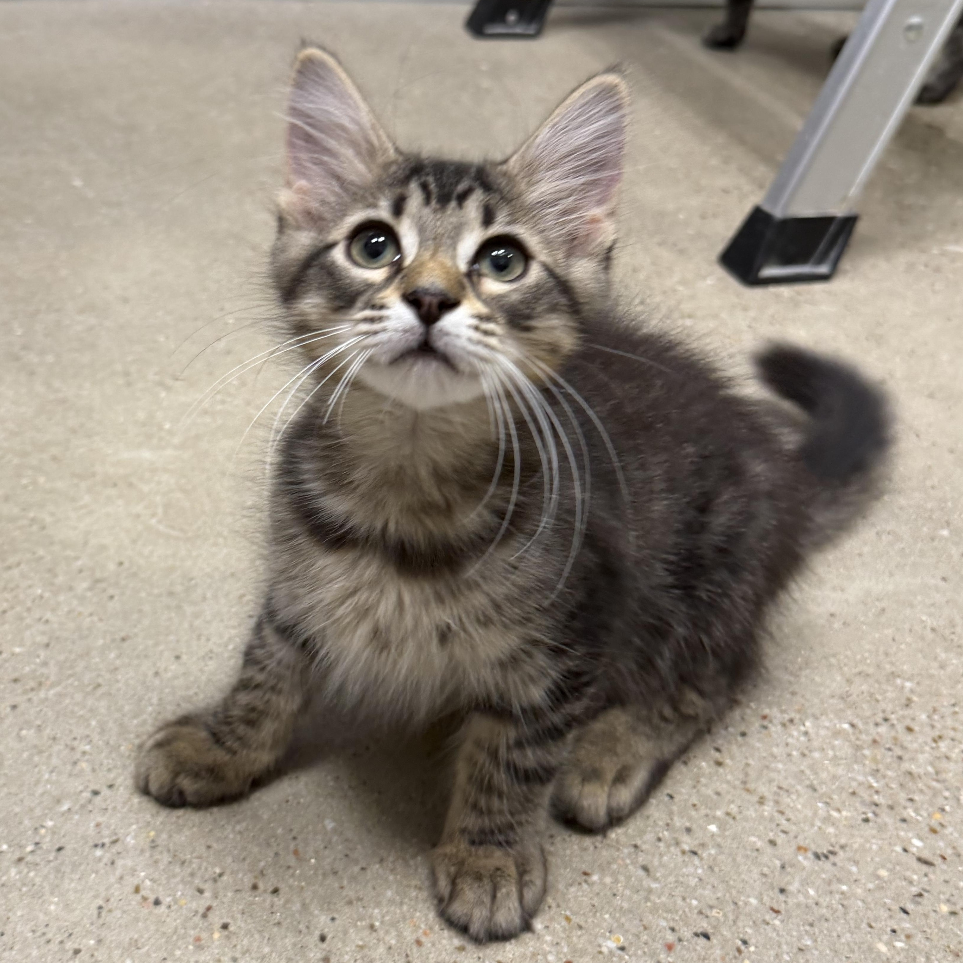 Kingston - RF Petsmart, an adopted mixed breed in Spring, TX image 5/5