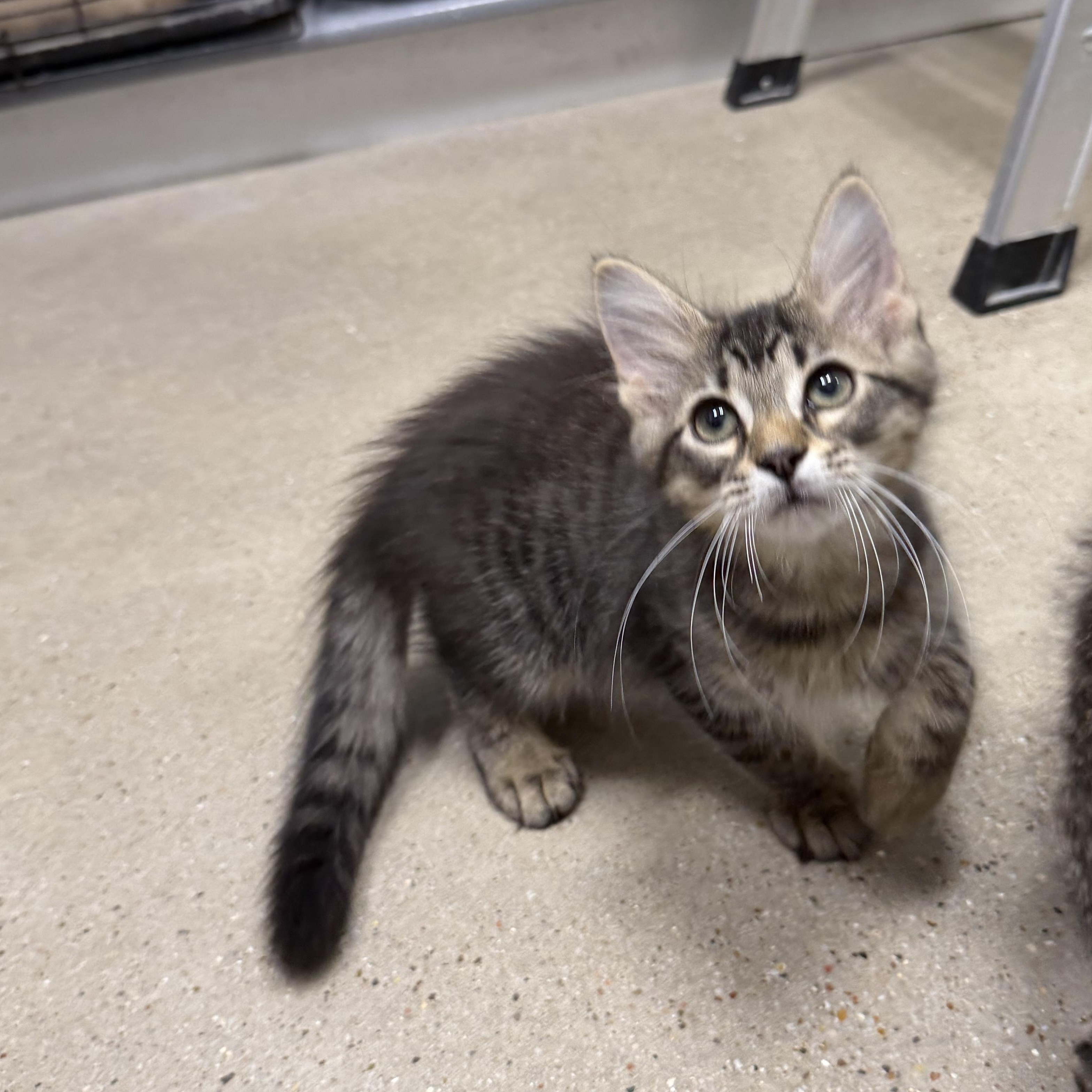 Kingston - RF Petsmart, an adopted mixed breed in Spring, TX image 3/5