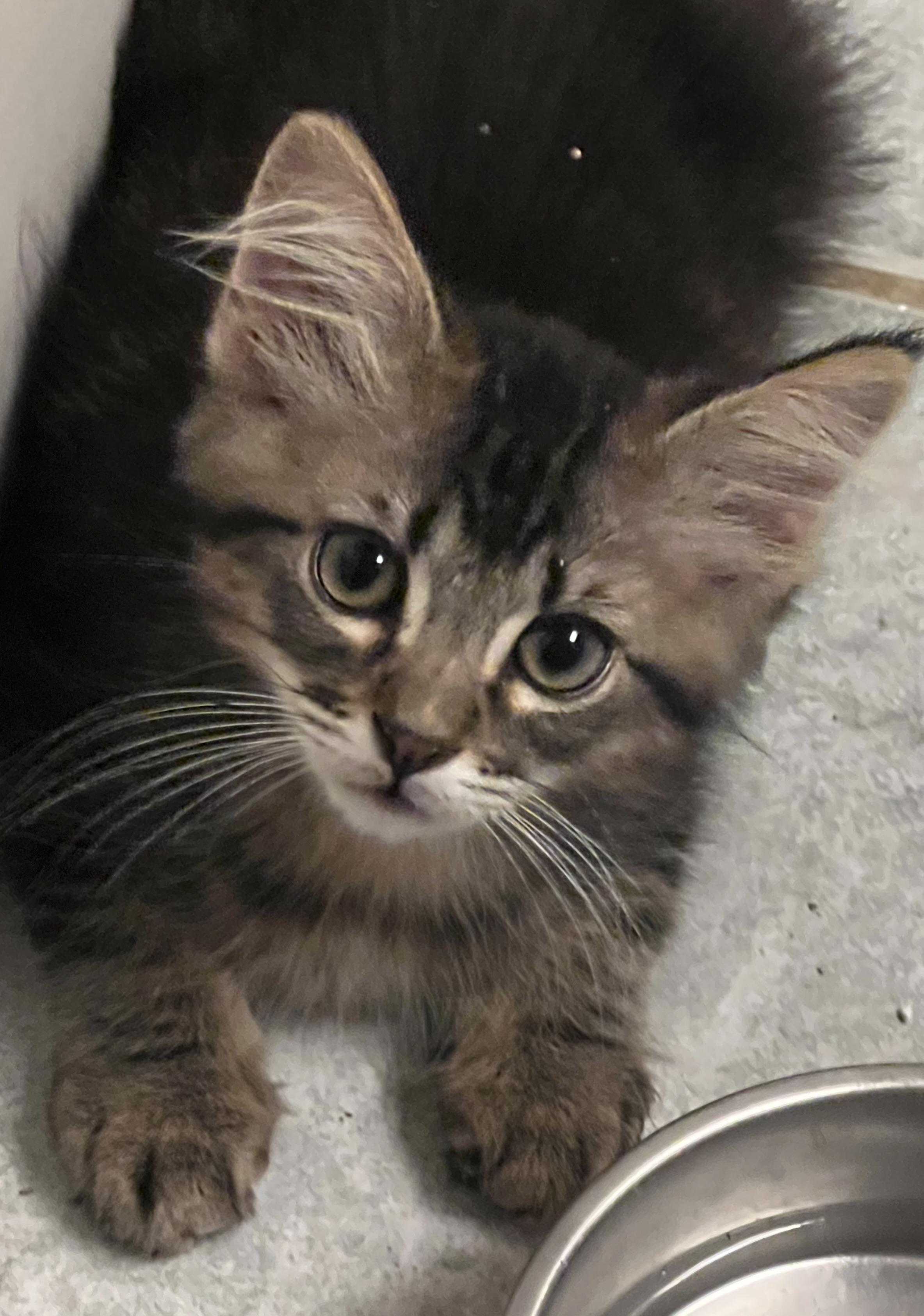 Kingston - RF Petsmart, an adopted mixed breed in Spring, TX image 1/5