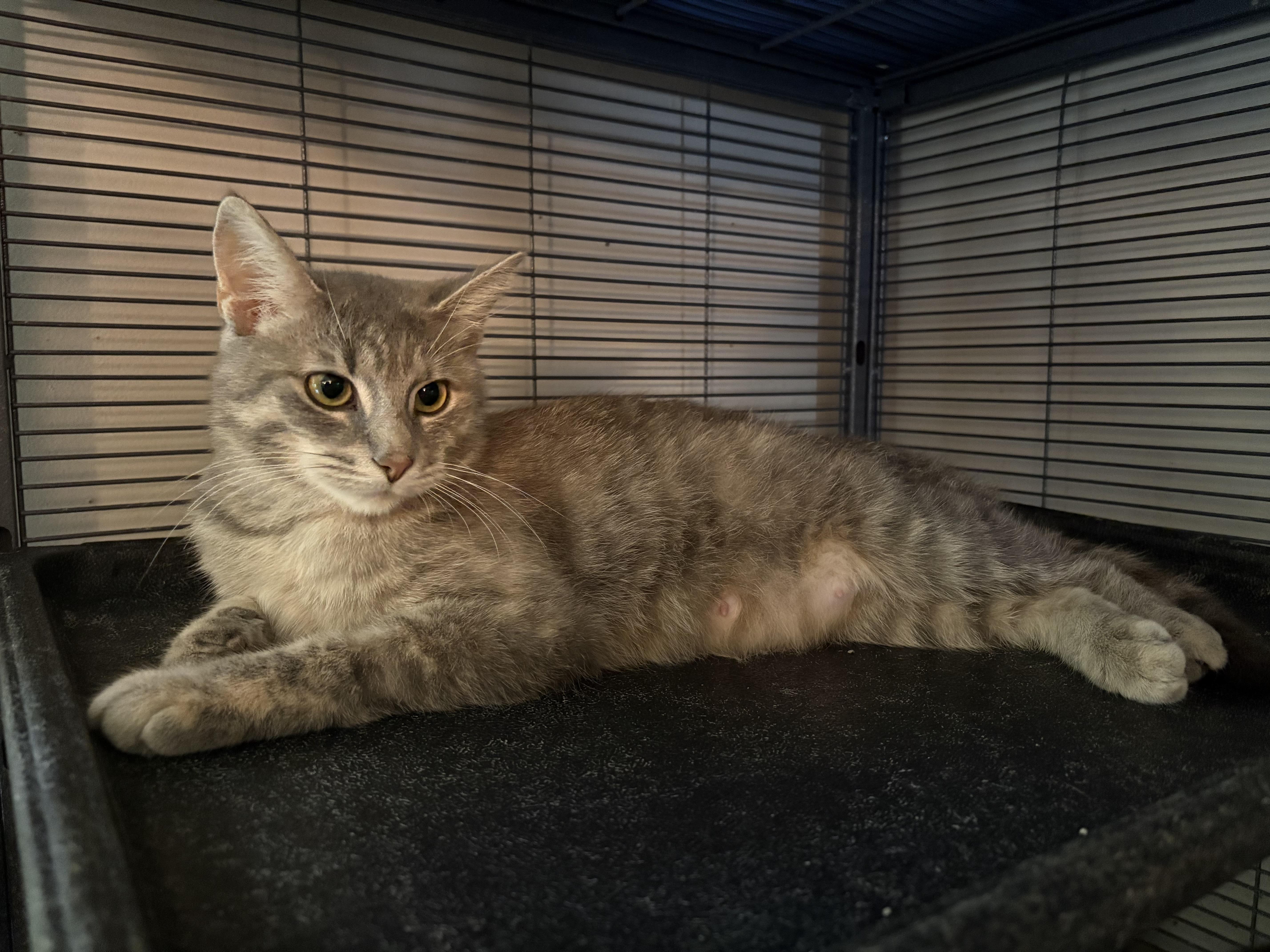Enlarge Cheesecake, a Adoptable Domestic Short Hair in Holly, MI image 1/1