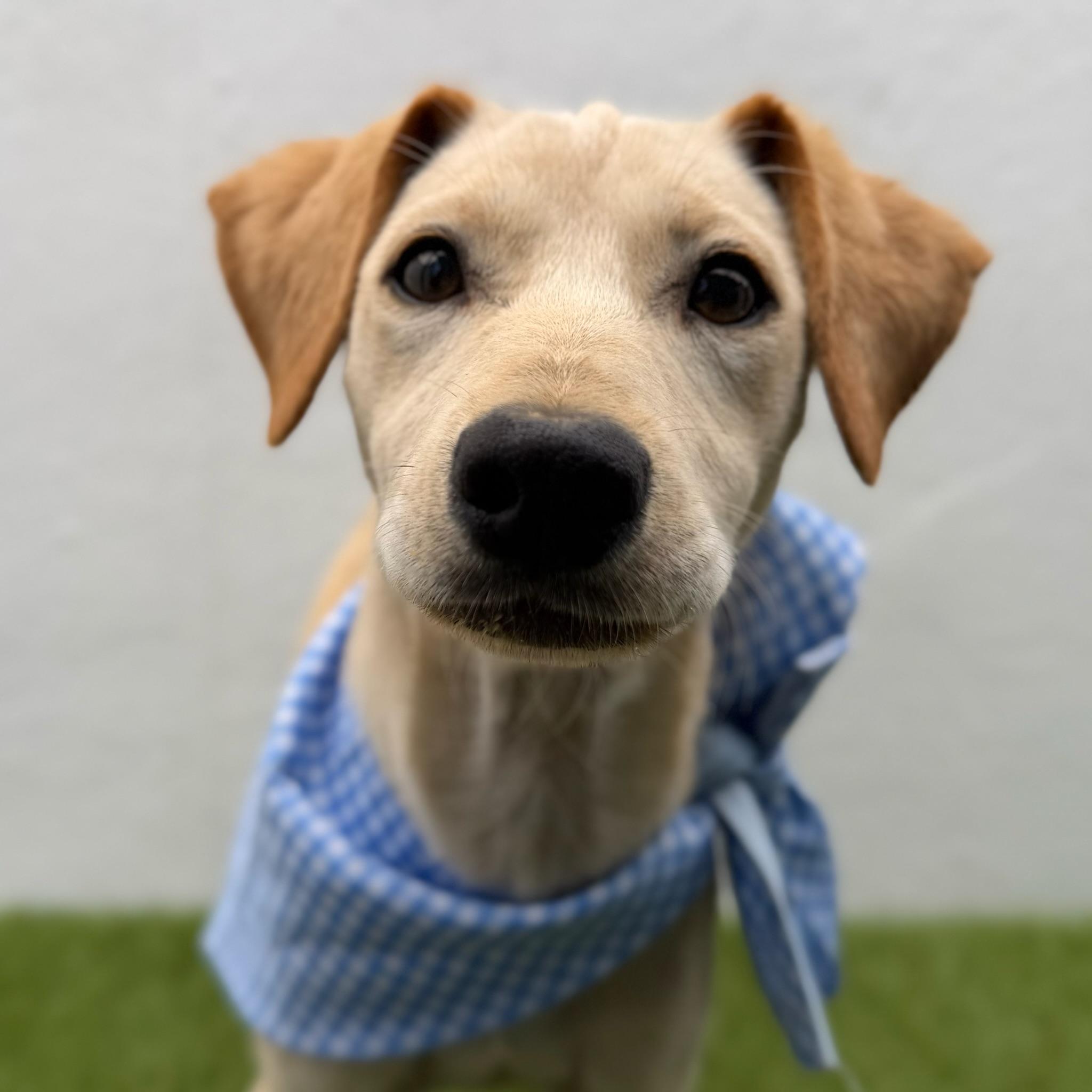 Enlarge FINN, an adopted mixed breed in La Jolla, CA image 4/6