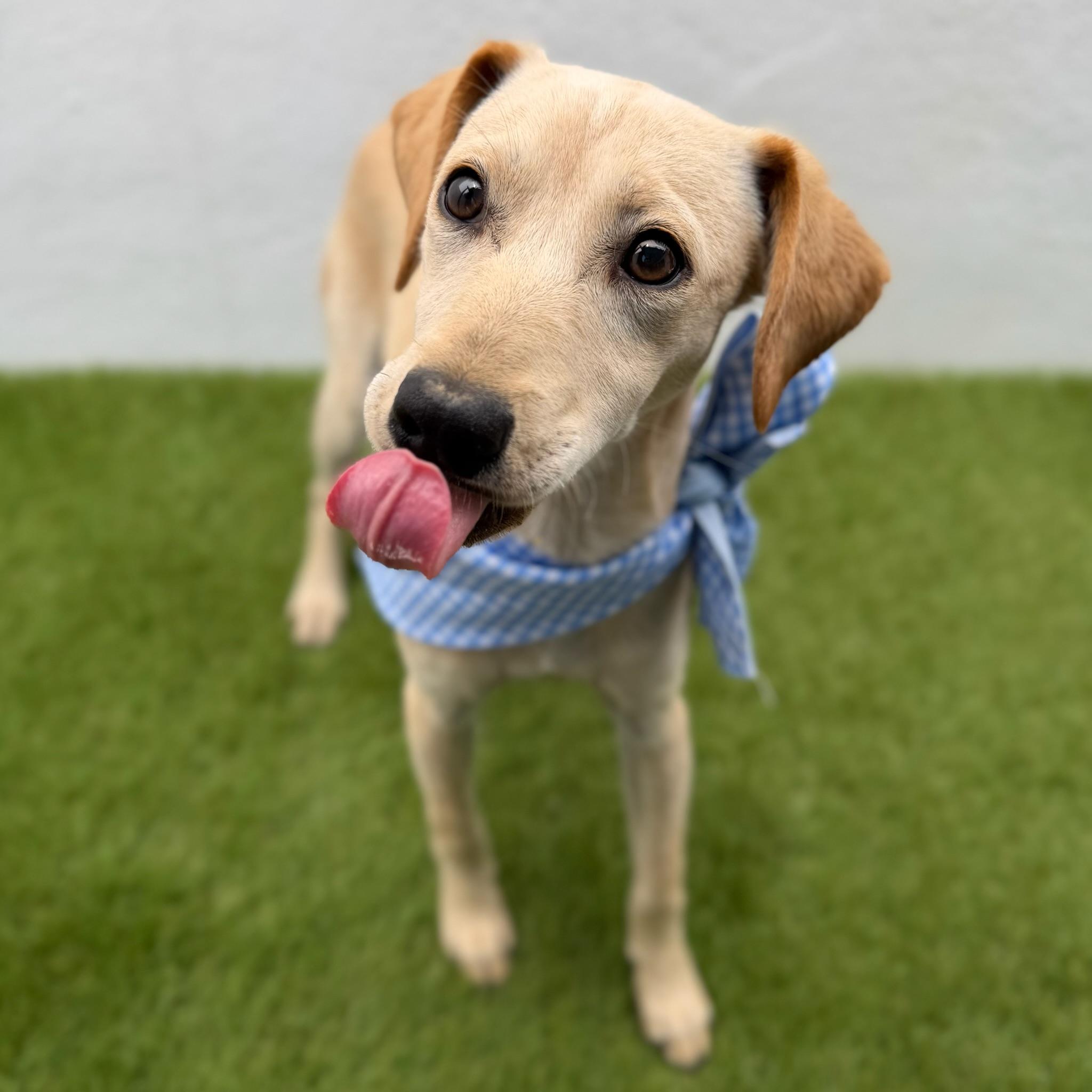 Enlarge FINN, an adopted mixed breed in La Jolla, CA image 2/6