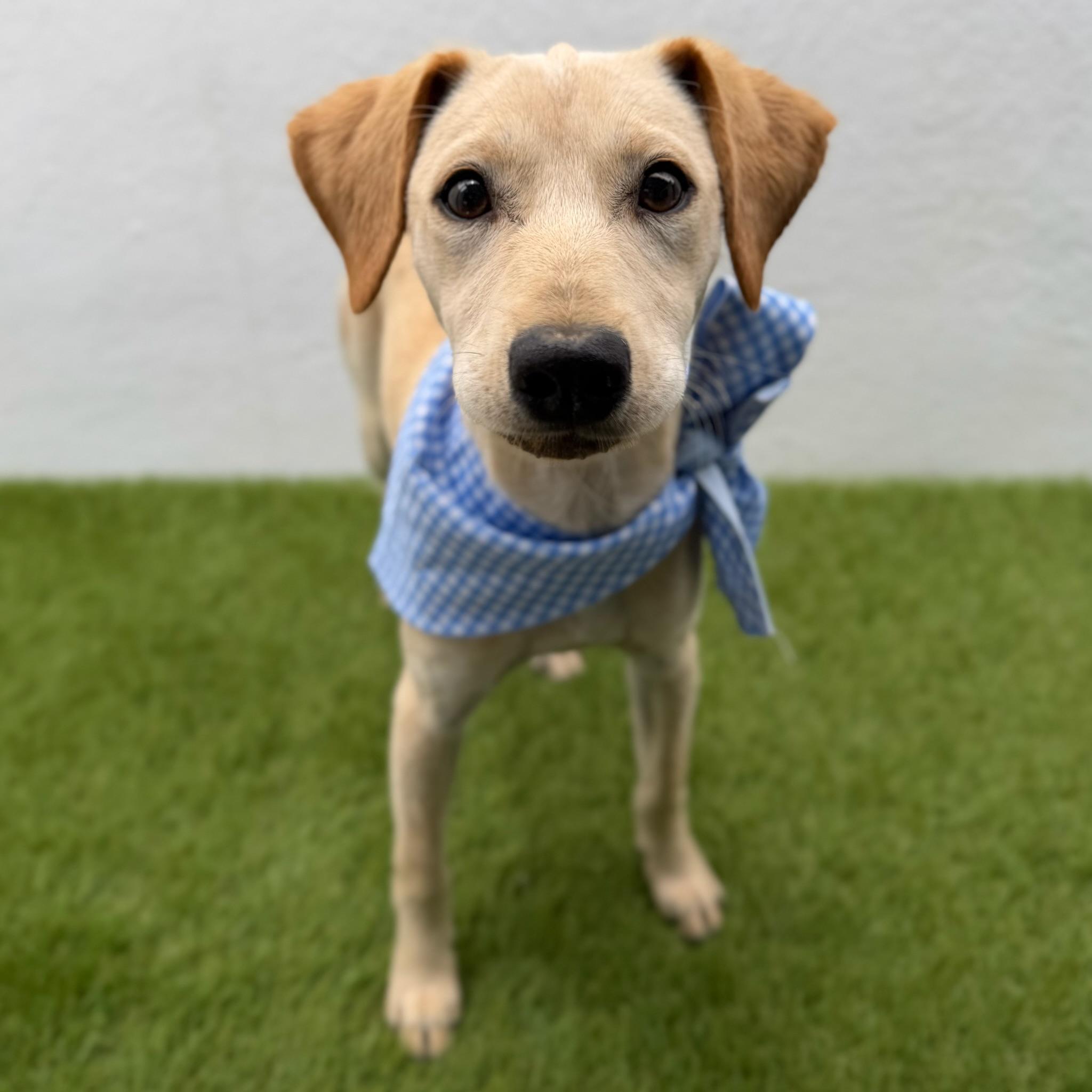 FINN, adopted, Puppy Male Labrador Retriever & Chihuahua.