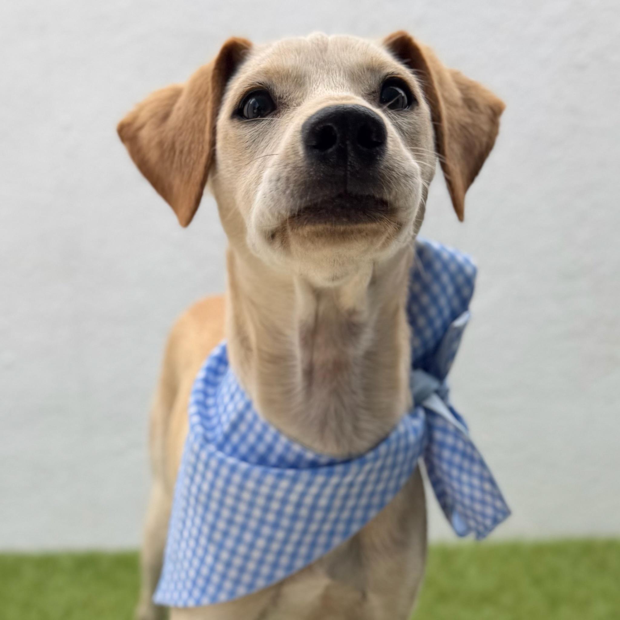 Enlarge FINN, an adopted mixed breed in La Jolla, CA image 5/6