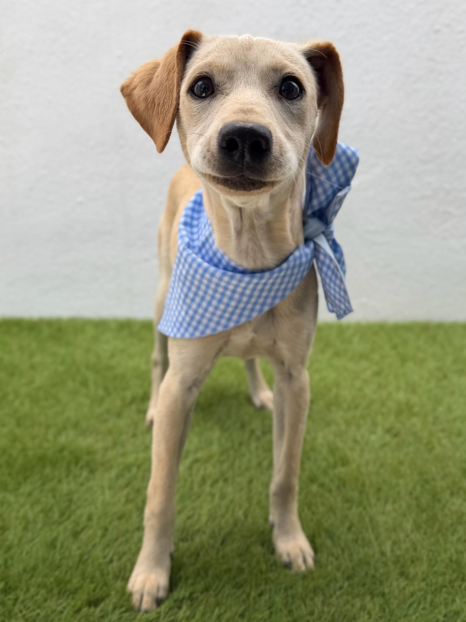 Enlarge FINN, an adopted mixed breed in La Jolla, CA image 3/6