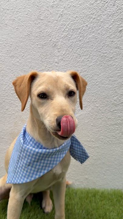 Enlarge FINN, an adopted mixed breed in La Jolla, CA video 6/6