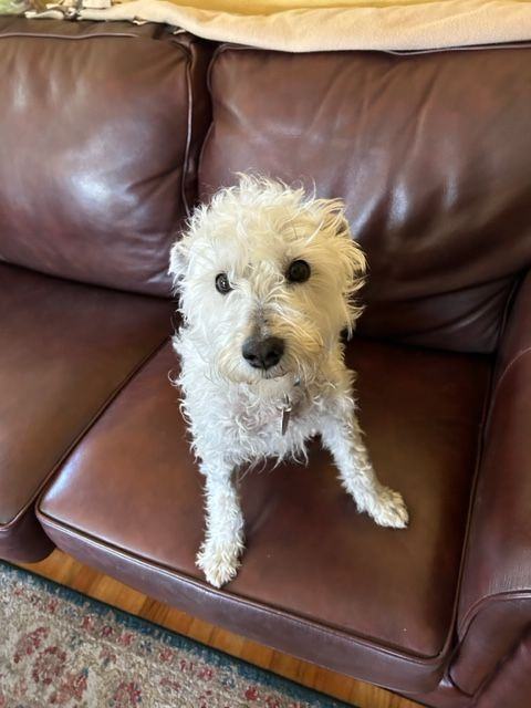 Ziggy, a Adopted mixed breed in Santa Clara, CA image 1/8