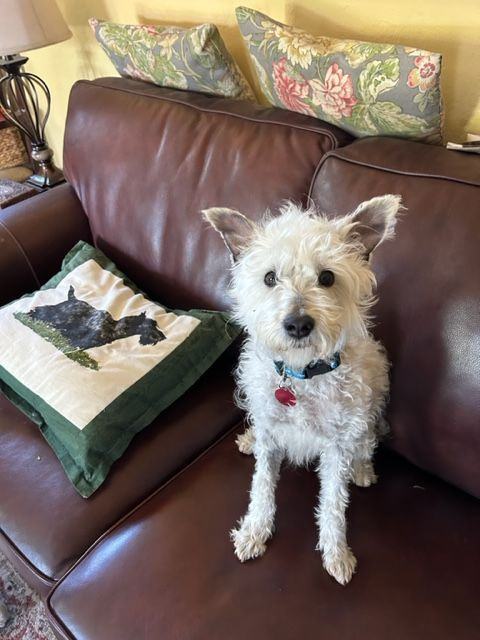 Ziggy, a Adopted mixed breed in Santa Clara, CA image 2/8