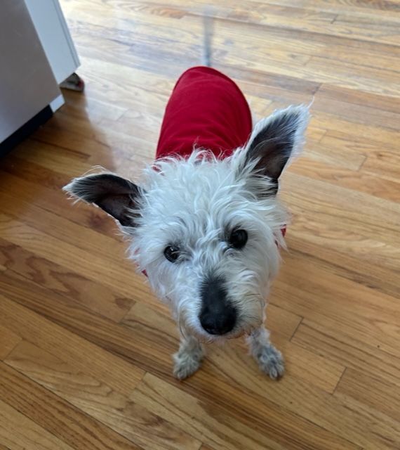 Ziggy, a Adopted mixed breed in Santa Clara, CA image 3/8