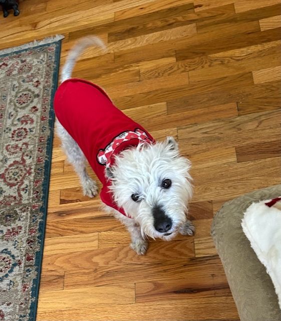 Ziggy, a Adopted mixed breed in Santa Clara, CA image 4/8