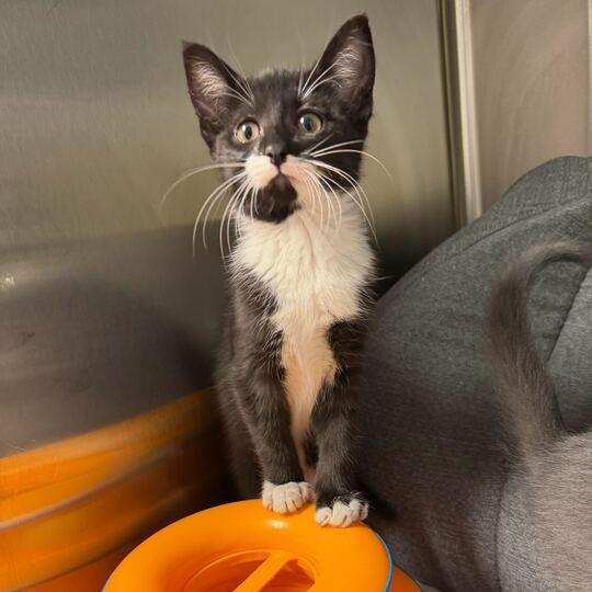 Blossom, Adoptable, Kitten Female Domestic Short Hair.