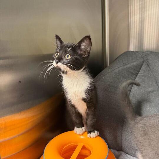 Blossom, a Adoptable Domestic Short Hair in Waynesville, NC image 2/6