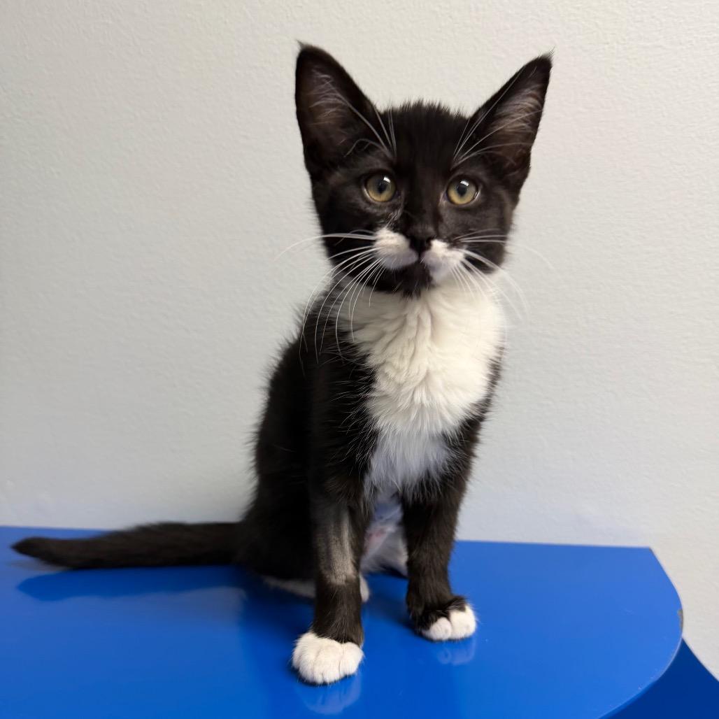 Blossom, a Adoptable Domestic Short Hair in Waynesville, NC image 3/6