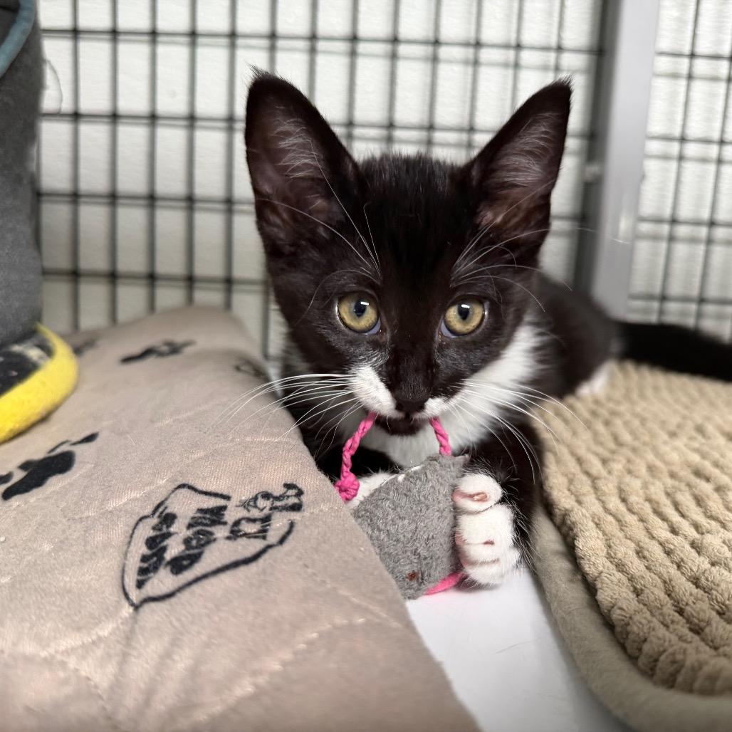 Blossom, a Adoptable Domestic Short Hair in Waynesville, NC image 4/6