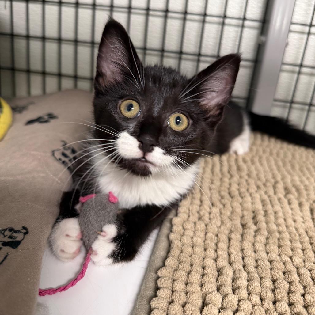 Blossom, a Adoptable Domestic Short Hair in Waynesville, NC image 5/6
