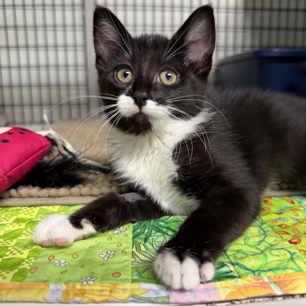 Blossom, a Adoptable Domestic Short Hair in Waynesville, NC image 6/6