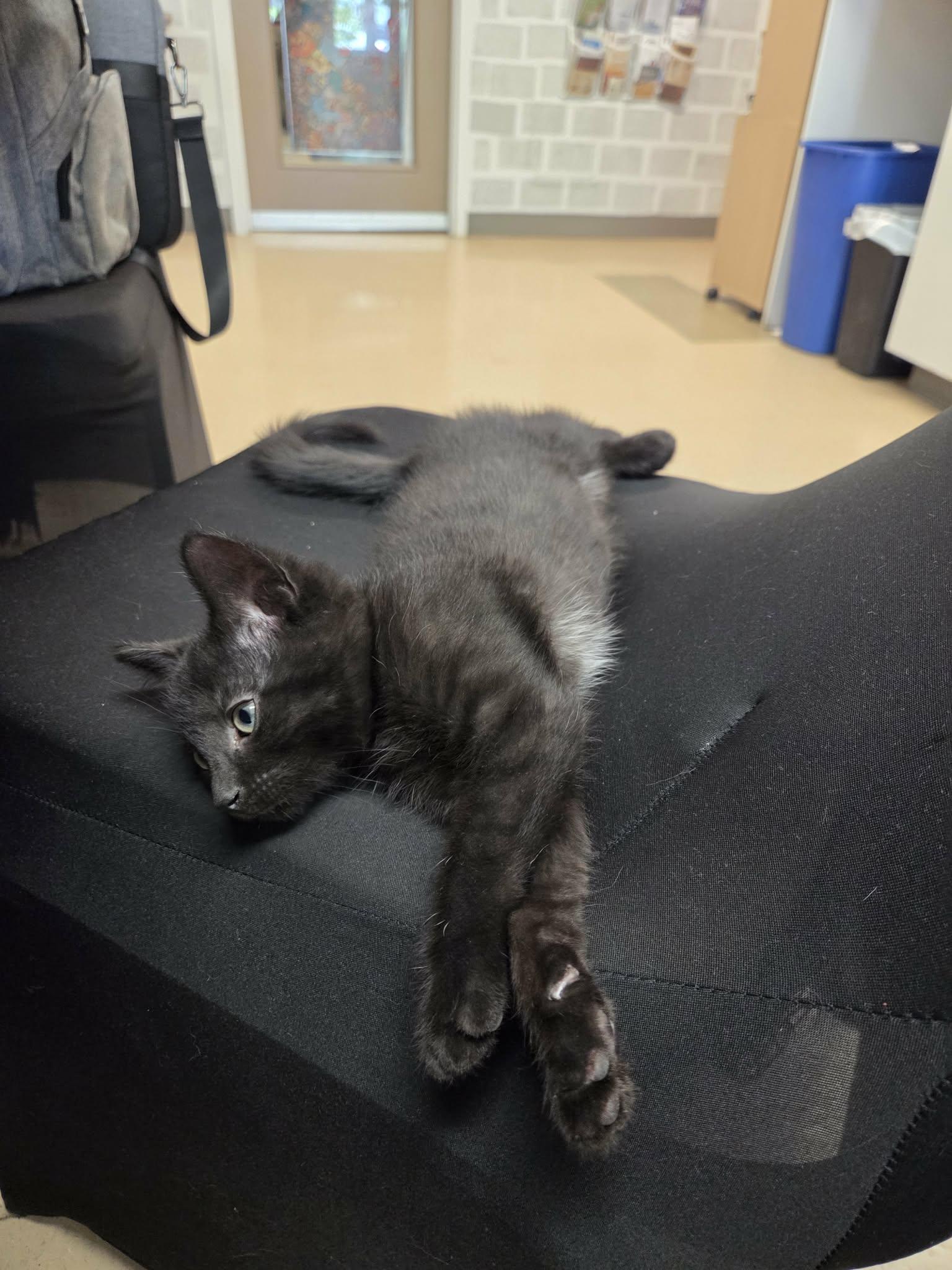 Enlarge Xylo - 10843, a ADOPTABLE Domestic Short Hair in Sainte-Angele-de-Monnoir, QC image 1/1