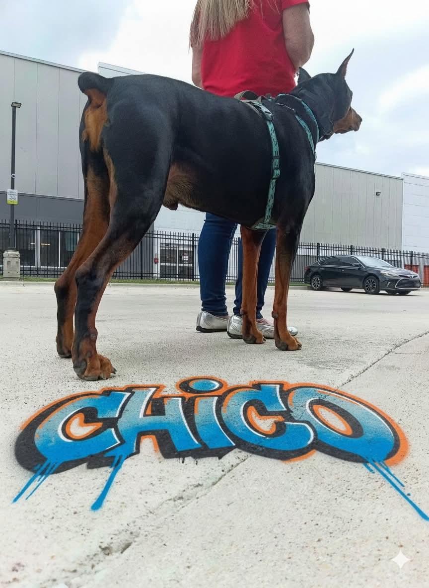 Chico Diablo, adoptable, Adult Male Doberman Pinscher.