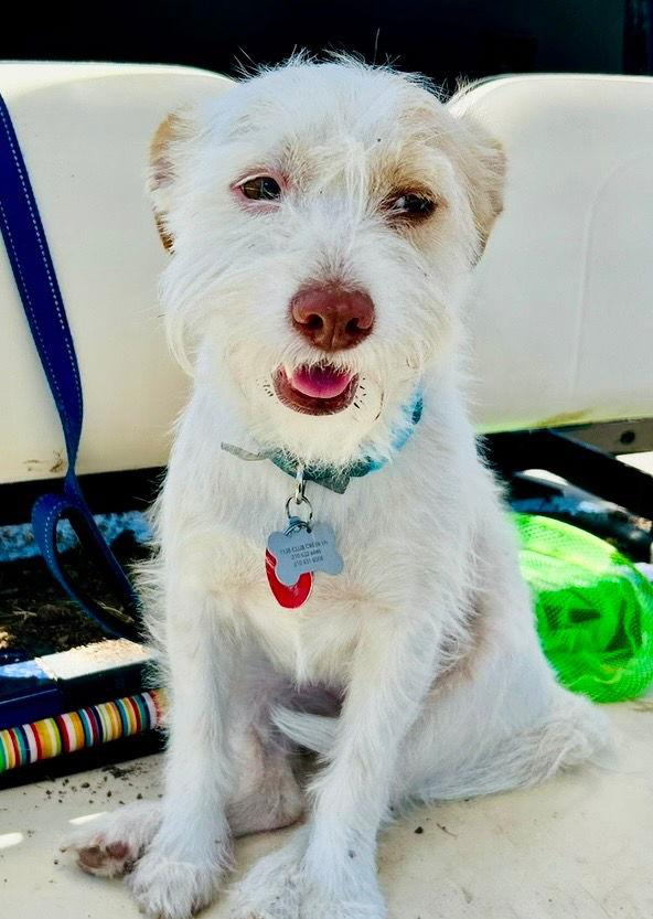 Enlarge Nessa, a Adoptable Wire Fox Terrier in Ellijay, GA image 1/3