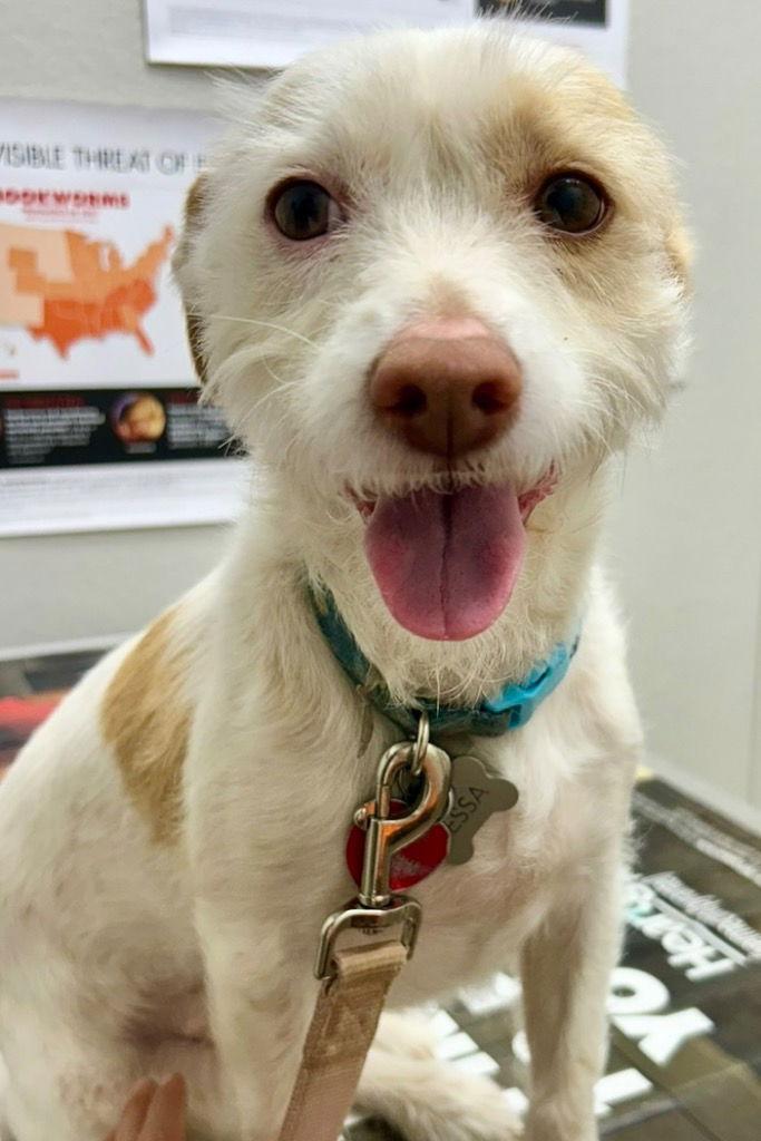 Enlarge Nessa, a Adoptable Wire Fox Terrier in Ellijay, GA image 2/3