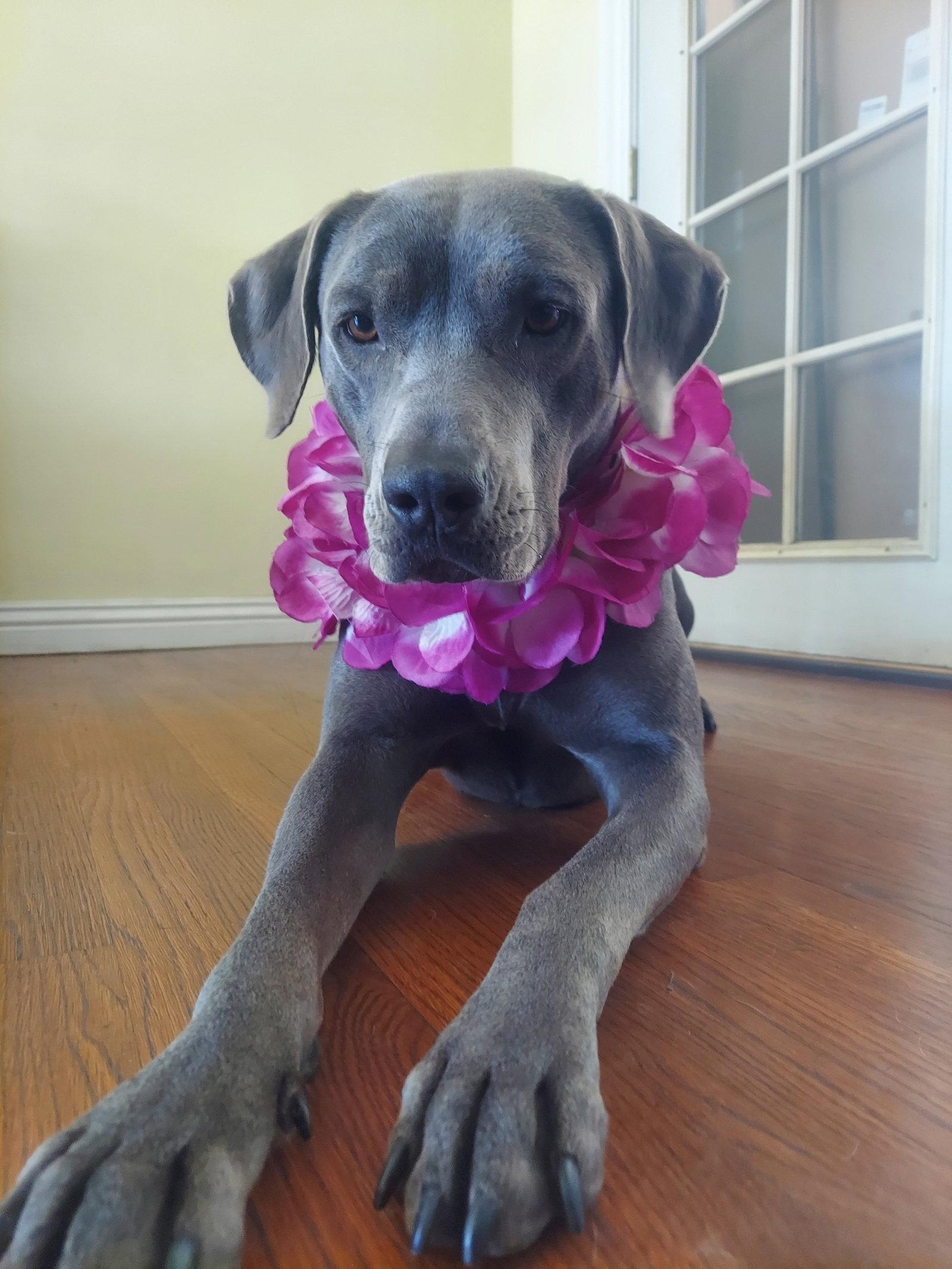 Ocean, Adoptable, Adult Female Weimaraner & Great Dane.