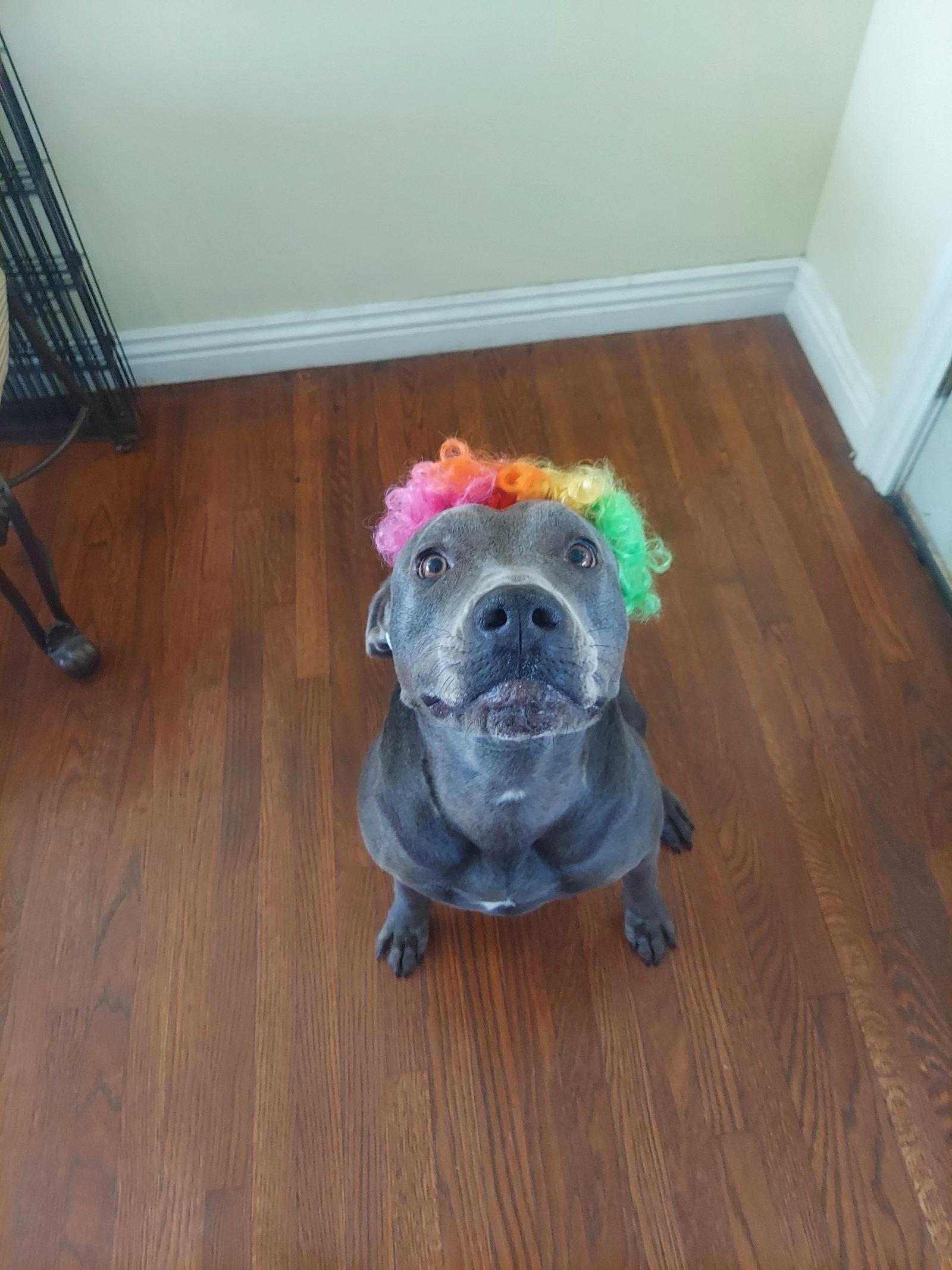 Enlarge Ocean, a Adoptable mixed breed in Capistrano Beach, CA image 2/3