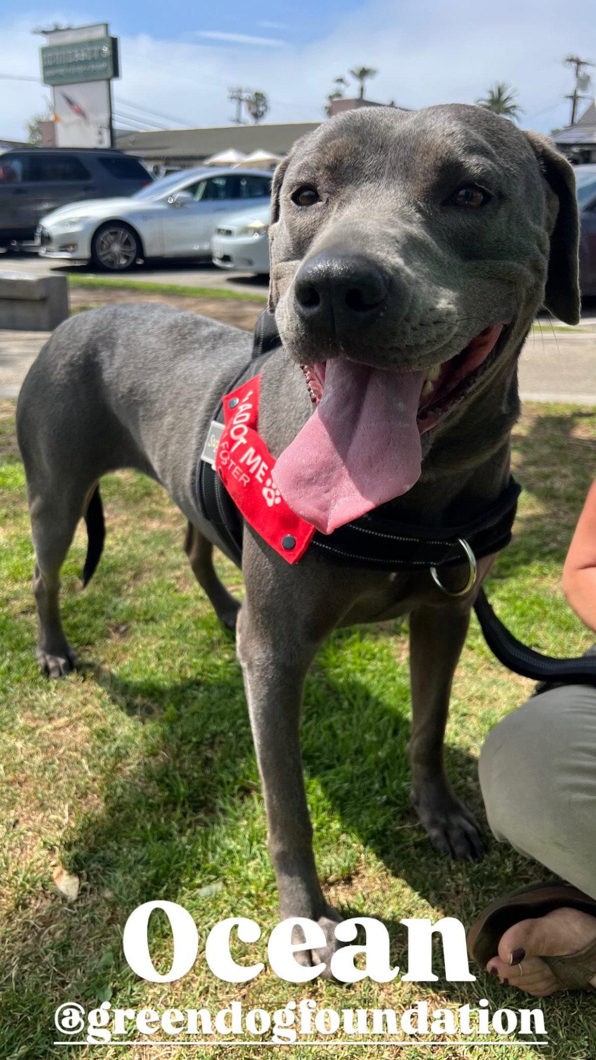 Enlarge Ocean, a Adoptable mixed breed in Capistrano Beach, CA image 3/3