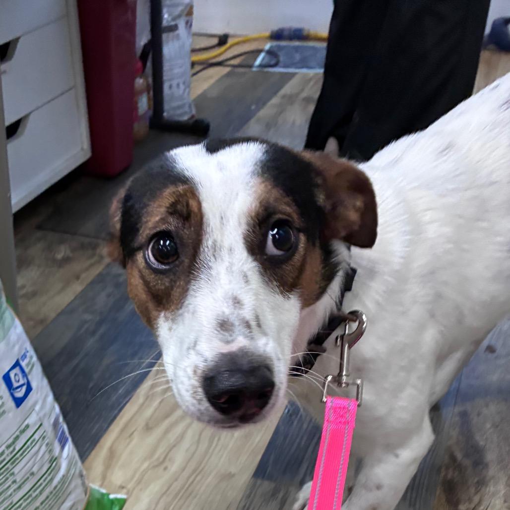 King Leopold, Adoptable, Young Male Jack Russell Terrier.