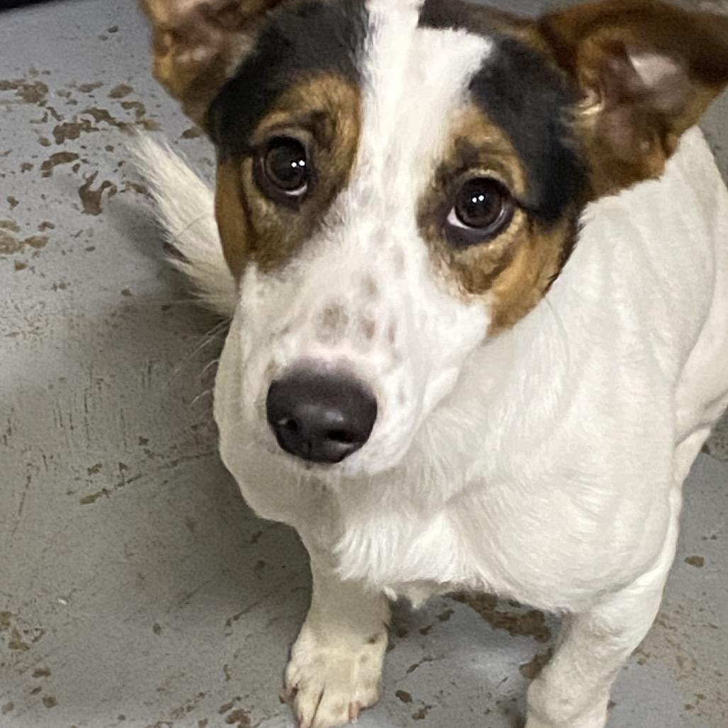 Enlarge King Leopold, a Adoptable mixed breed in Hattiesburg, MS image 2/3