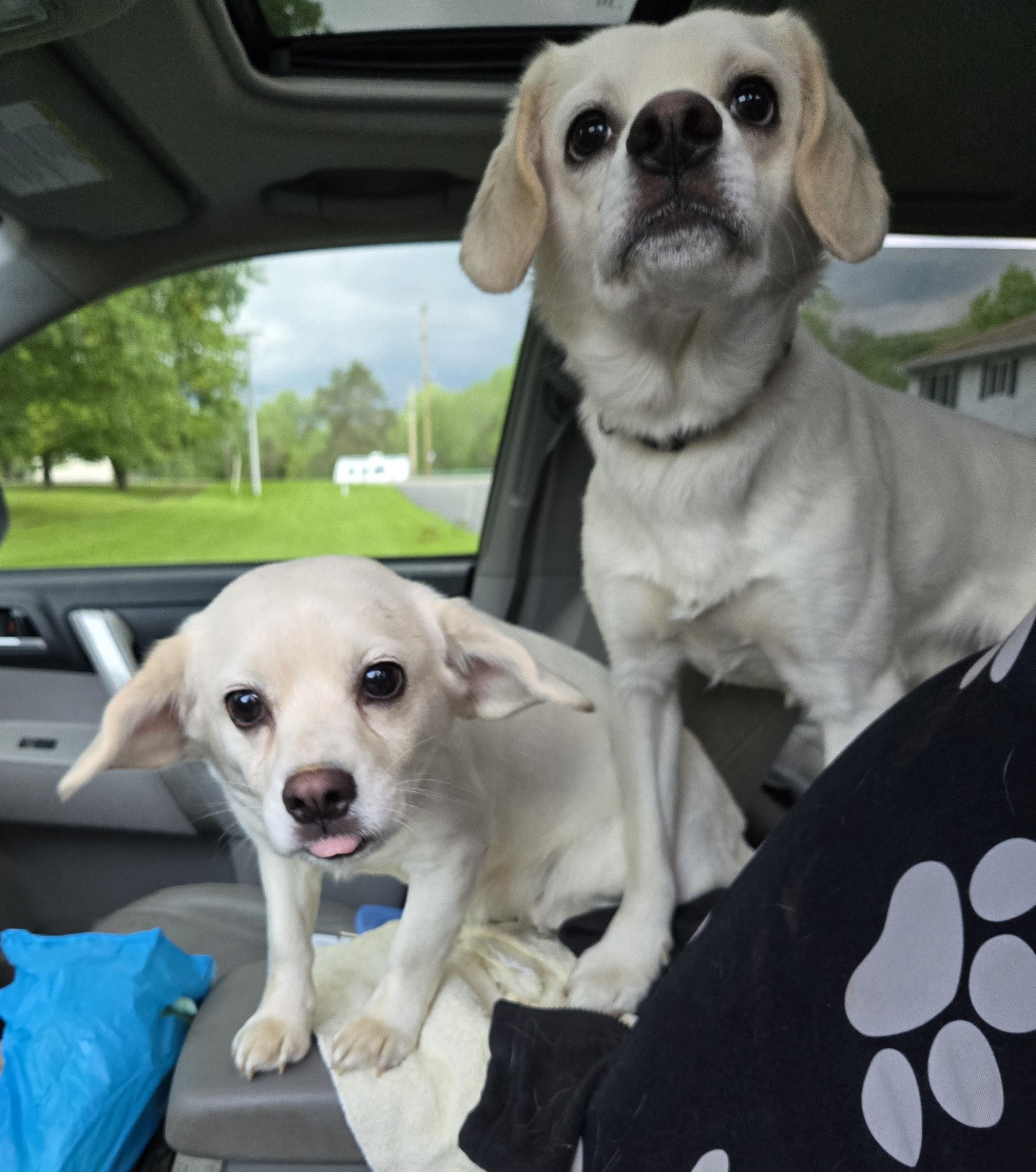 Theodore Hoyett, Young Male Beagle