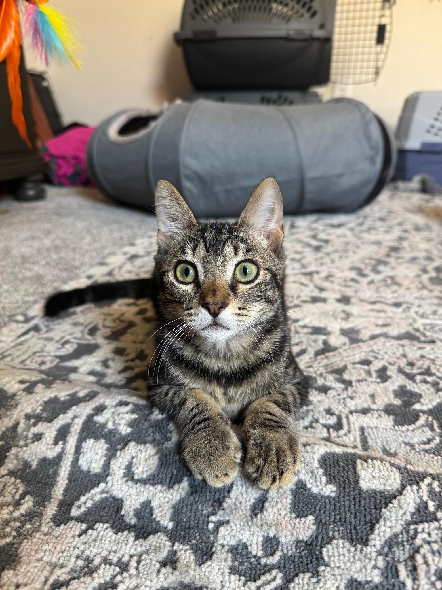 Cacio, a Adoptable Domestic Short Hair in Frisco, TX image 1/3