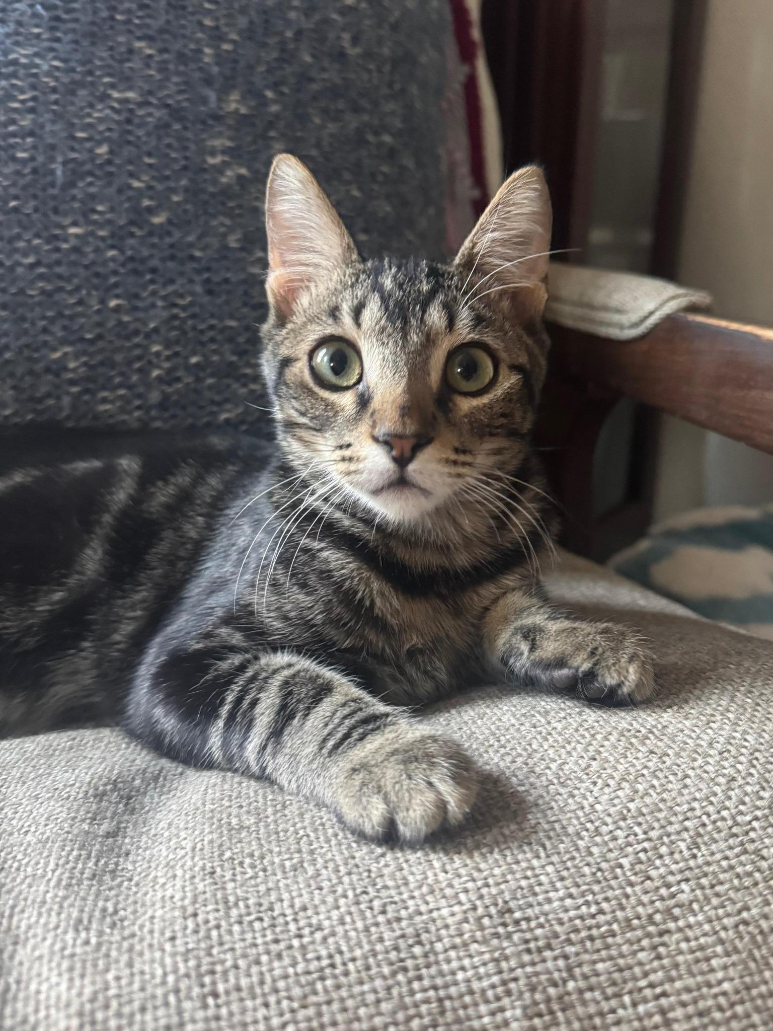 Cacio, a Adoptable Domestic Short Hair in Frisco, TX image 2/3